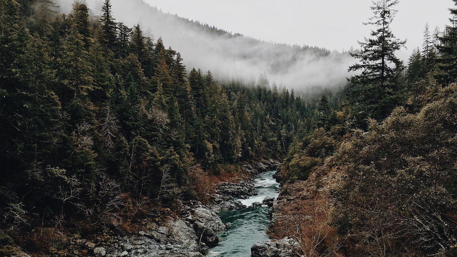 Forest trip. Норвегия горы лес туман. Тайга Скандинавии. Тайга в Норвегии. Скандинавия лес.