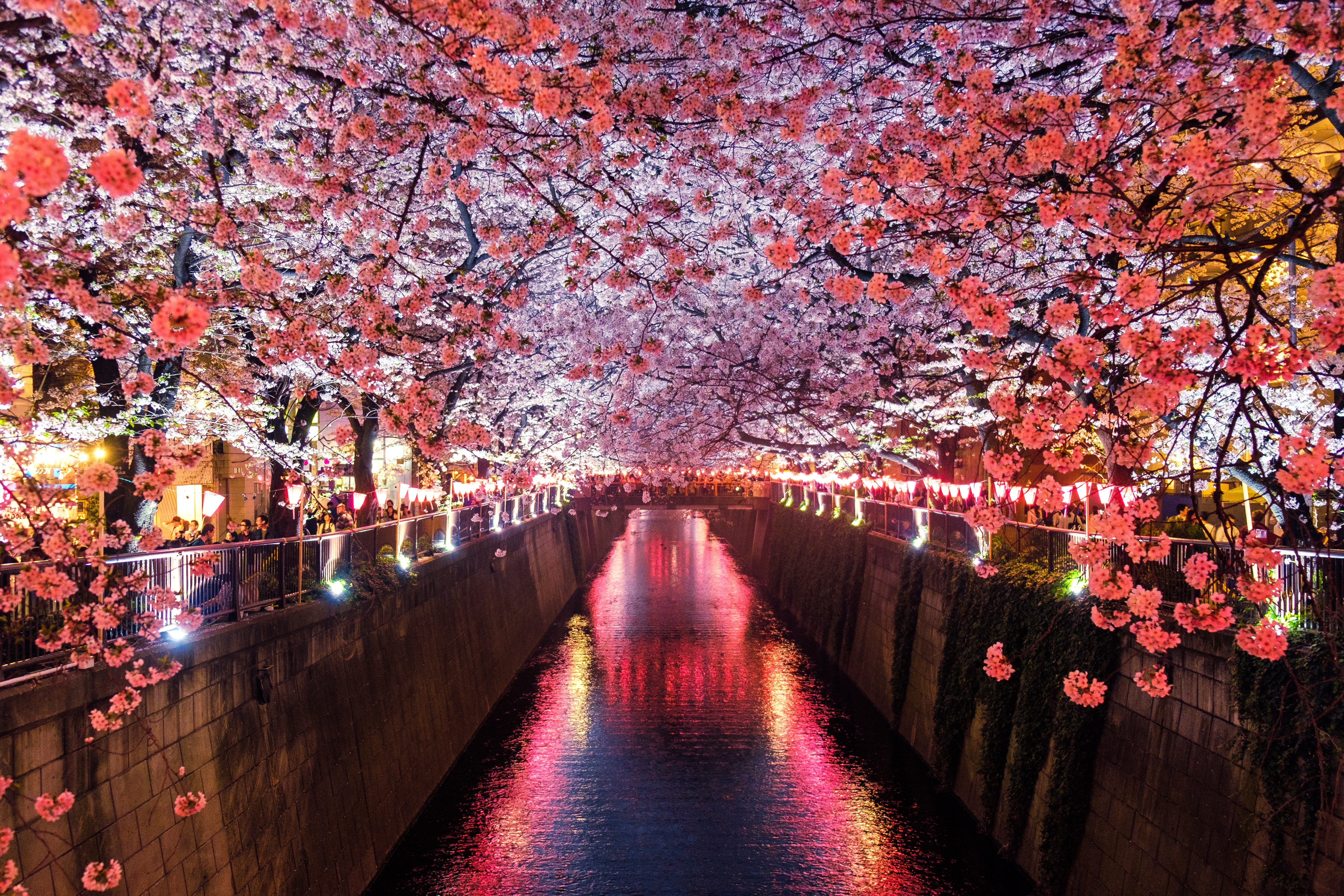 cherry blossom, sakura, light, man made, canal, flower, spring phone wallpaper