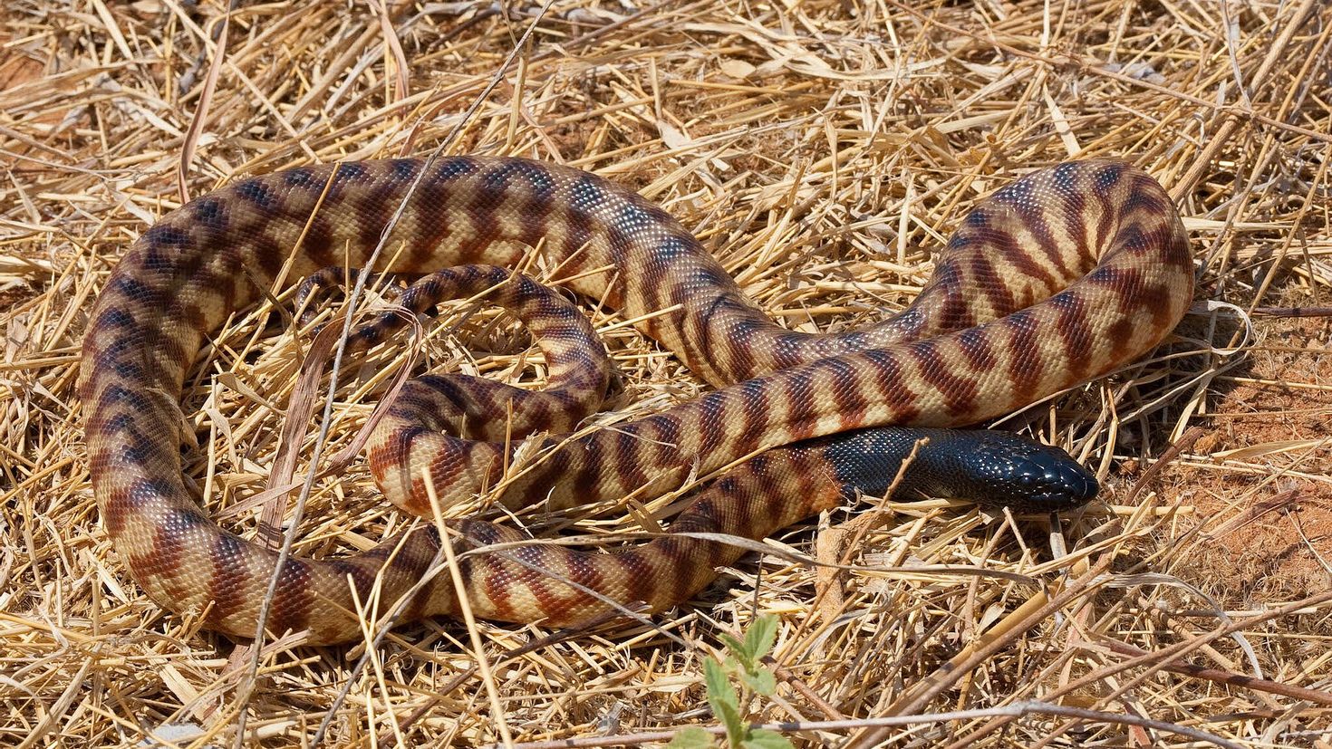 Повернуть изображение python