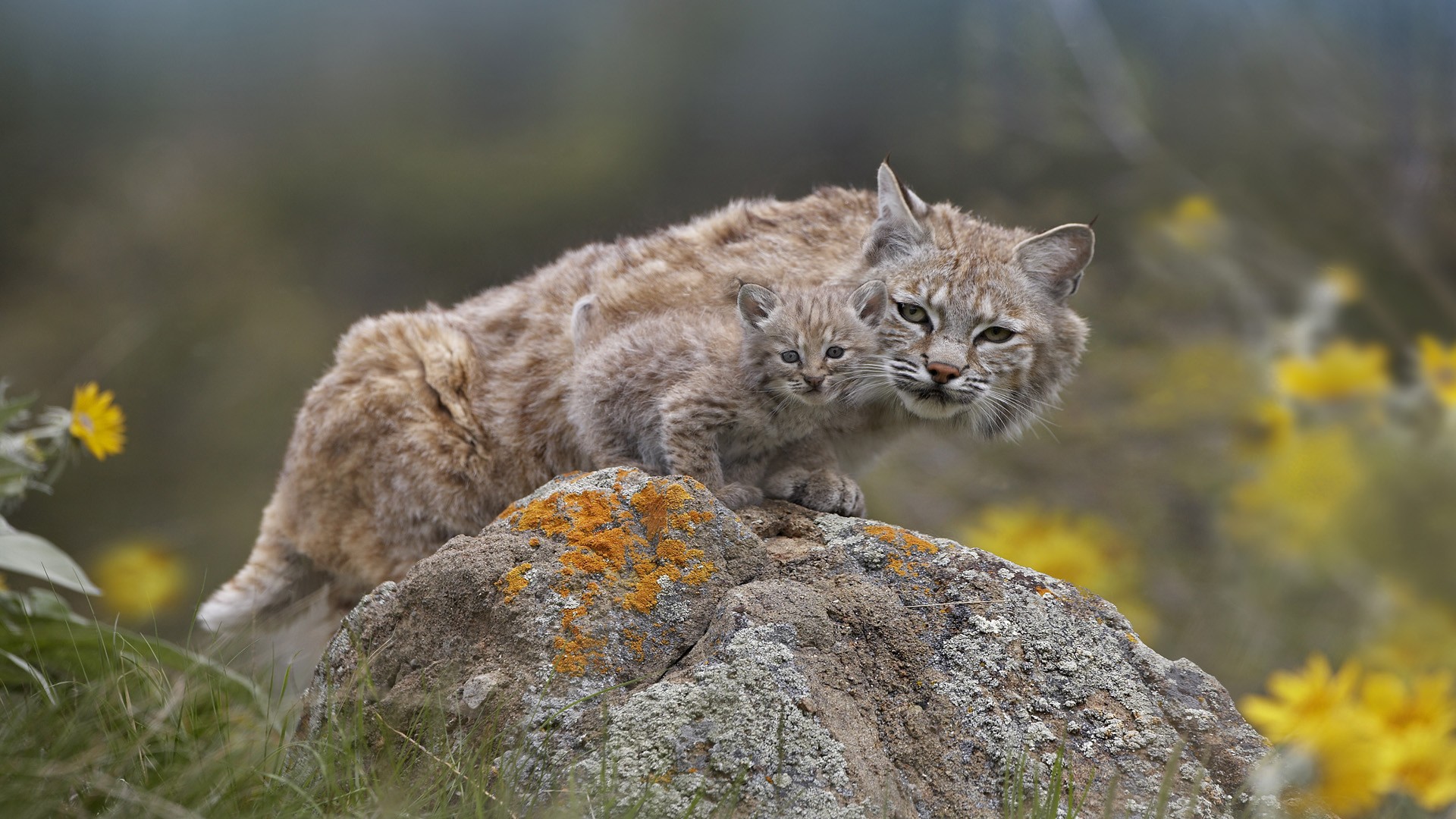Lynx Wallpaper APK for Android Download