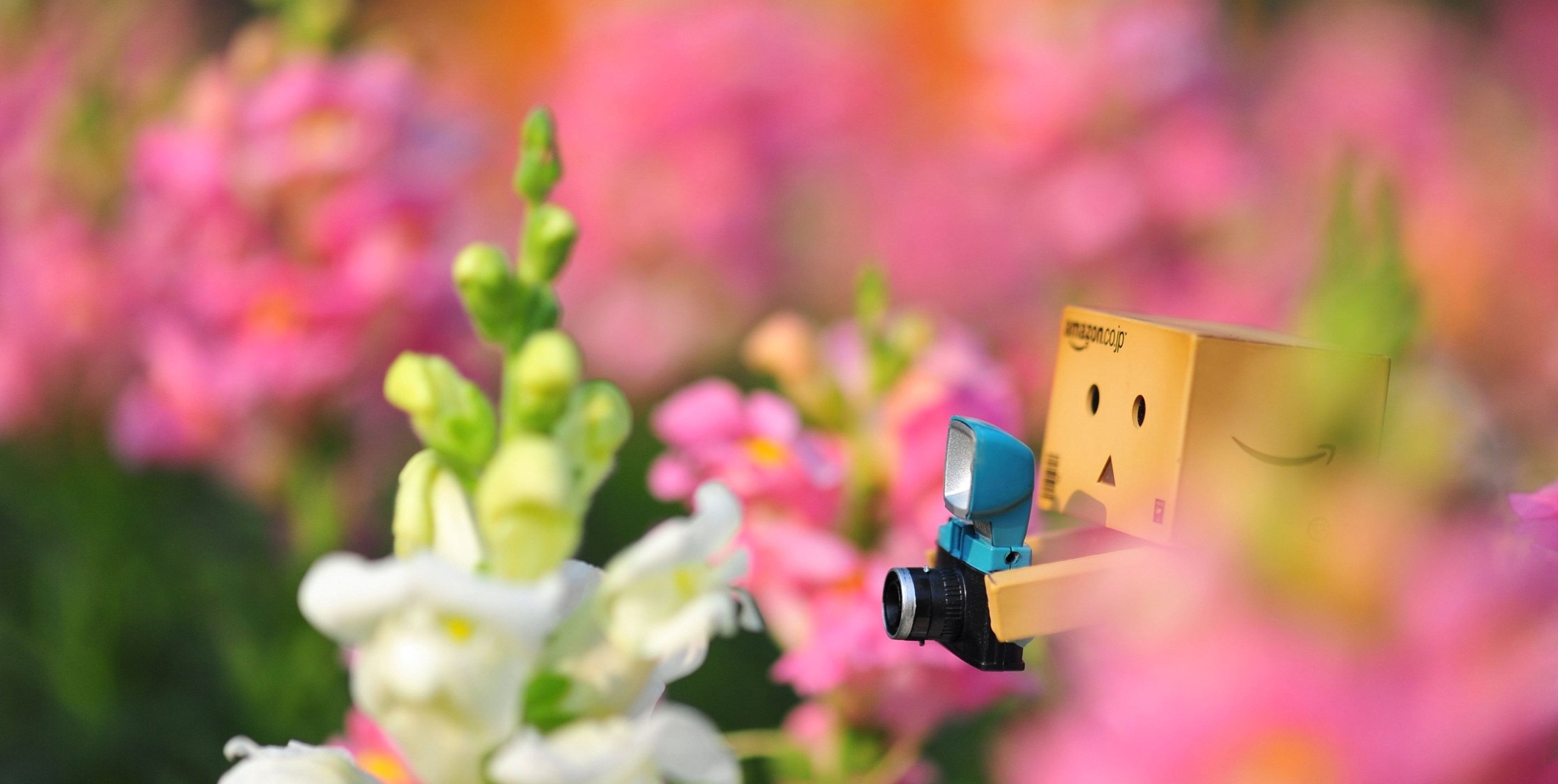 Download mobile wallpaper Danboard, Miscellaneous, Miscellanea, Flowers, Loneliness, Camera for free.