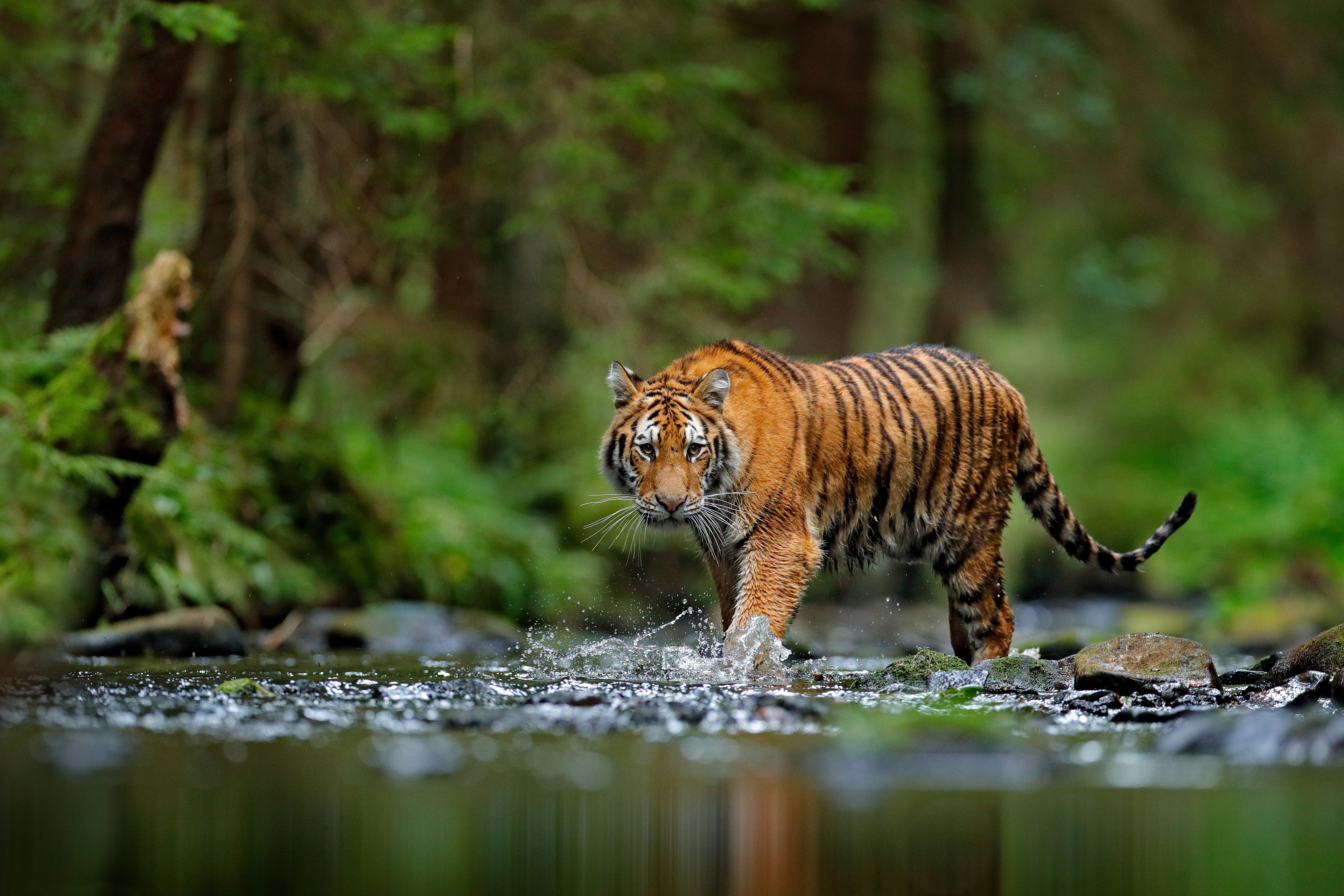 Тигровый лес арт
