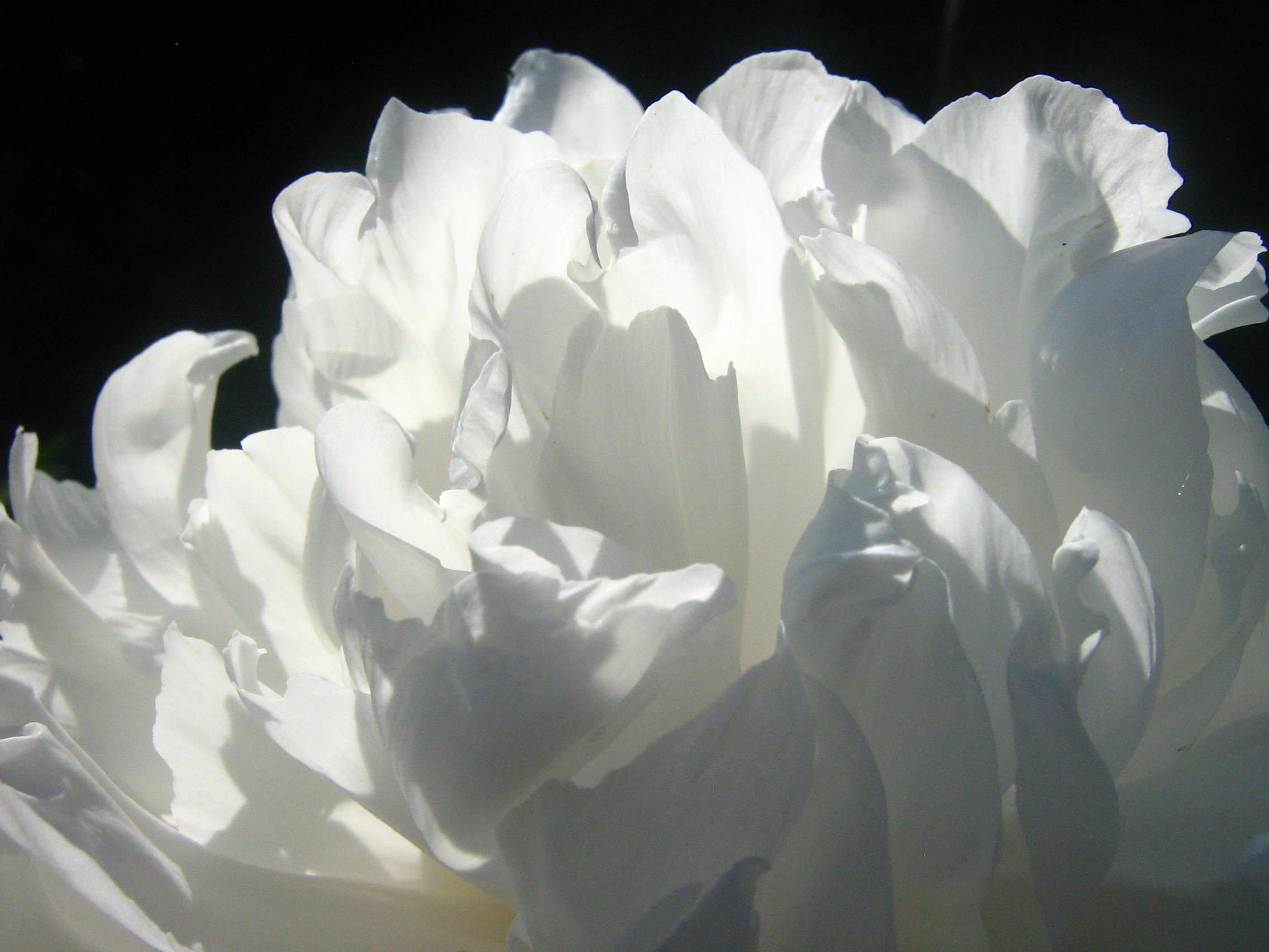 Téléchargez des papiers peints mobile Macro, Ombre, Rose, Pétales, Fleur, Une Rose gratuitement.