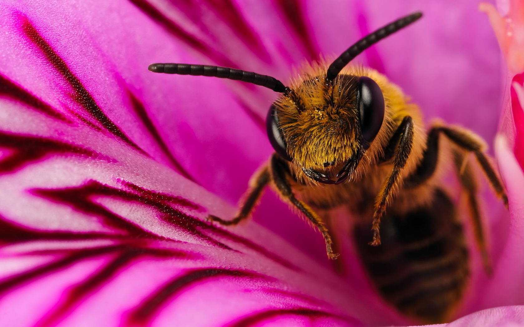 insects, bees Full HD