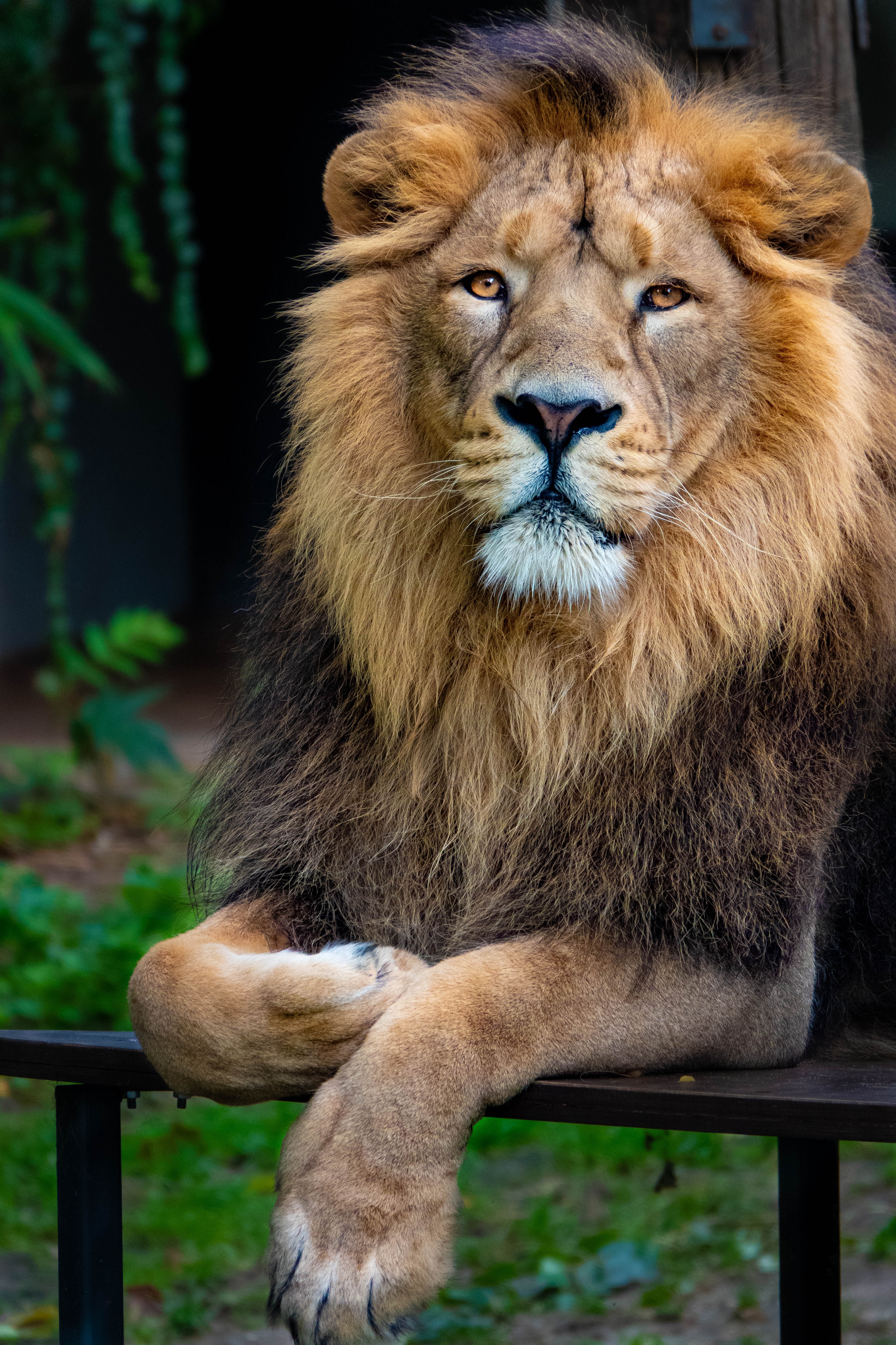 Popular Lion 4K for smartphone