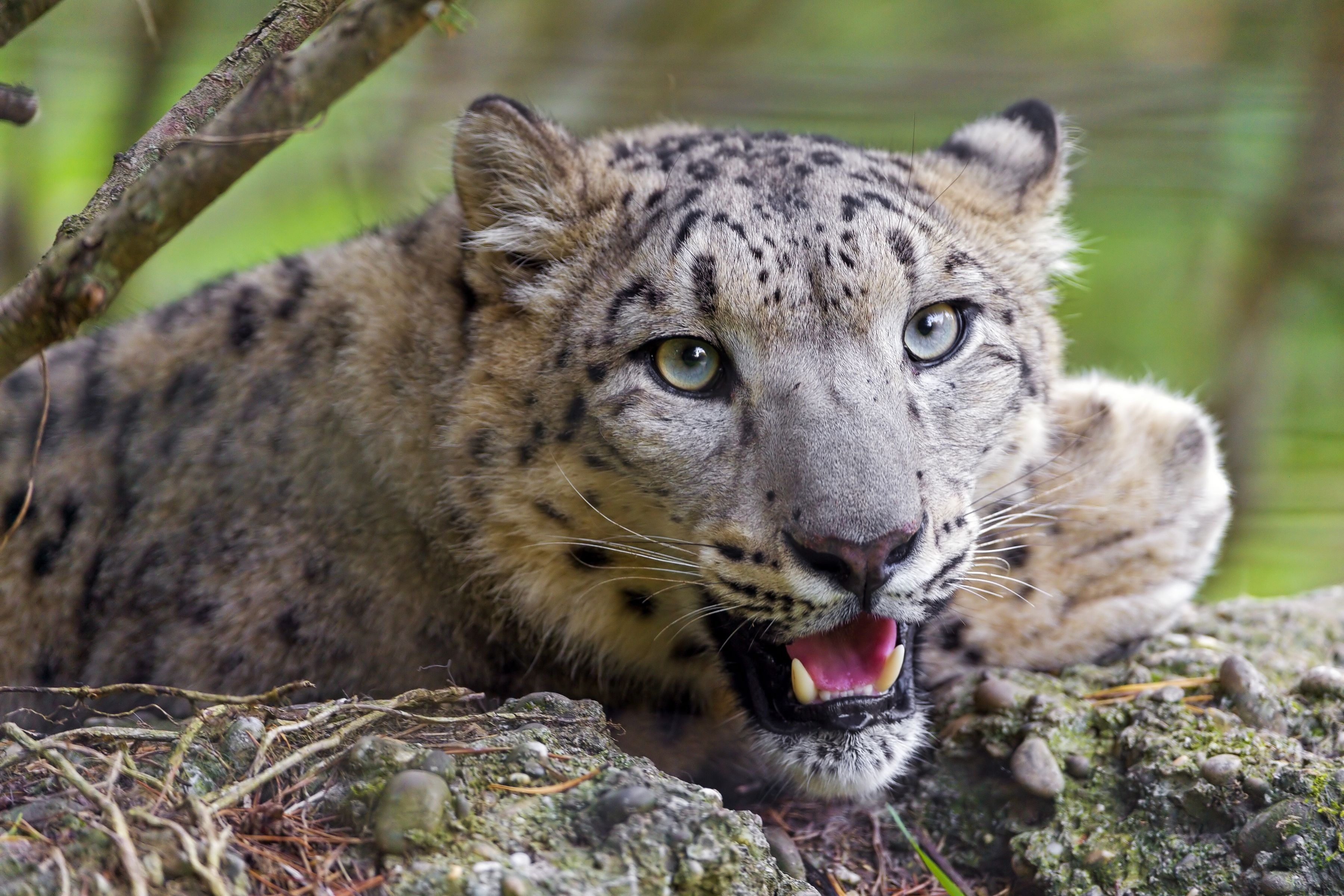 Download mobile wallpaper Muzzle, To Yawn, Yawn, Animals, Predator, Grin, Cheetah for free.