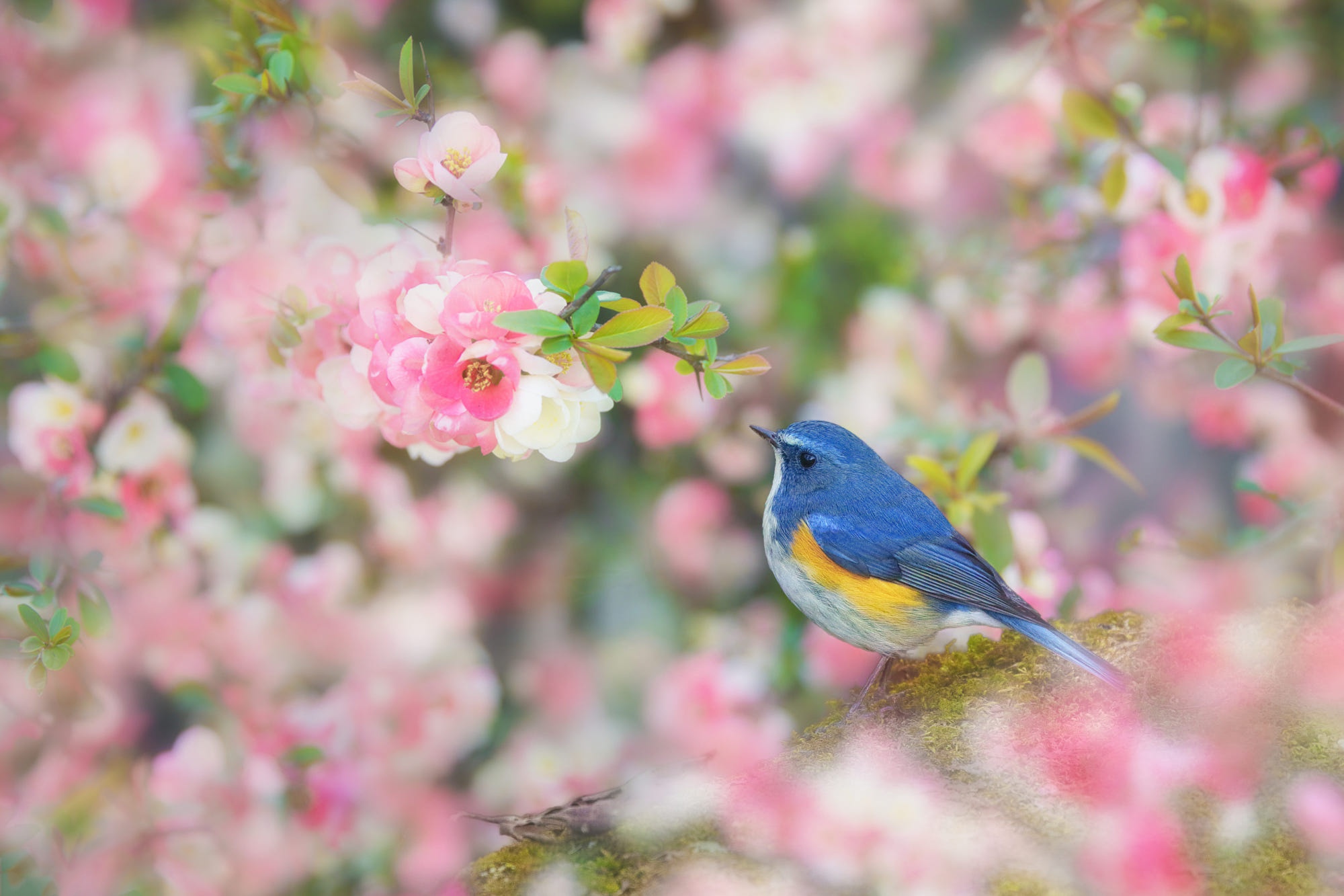 488601 скачать картинку животные, синяя птица, птицы, цветок, воробьинообразные - обои и заставки бесплатно