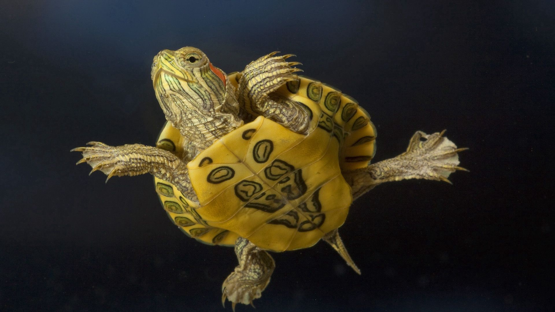 turtle, animals, to swim, swim, carapace, shell 4K Ultra