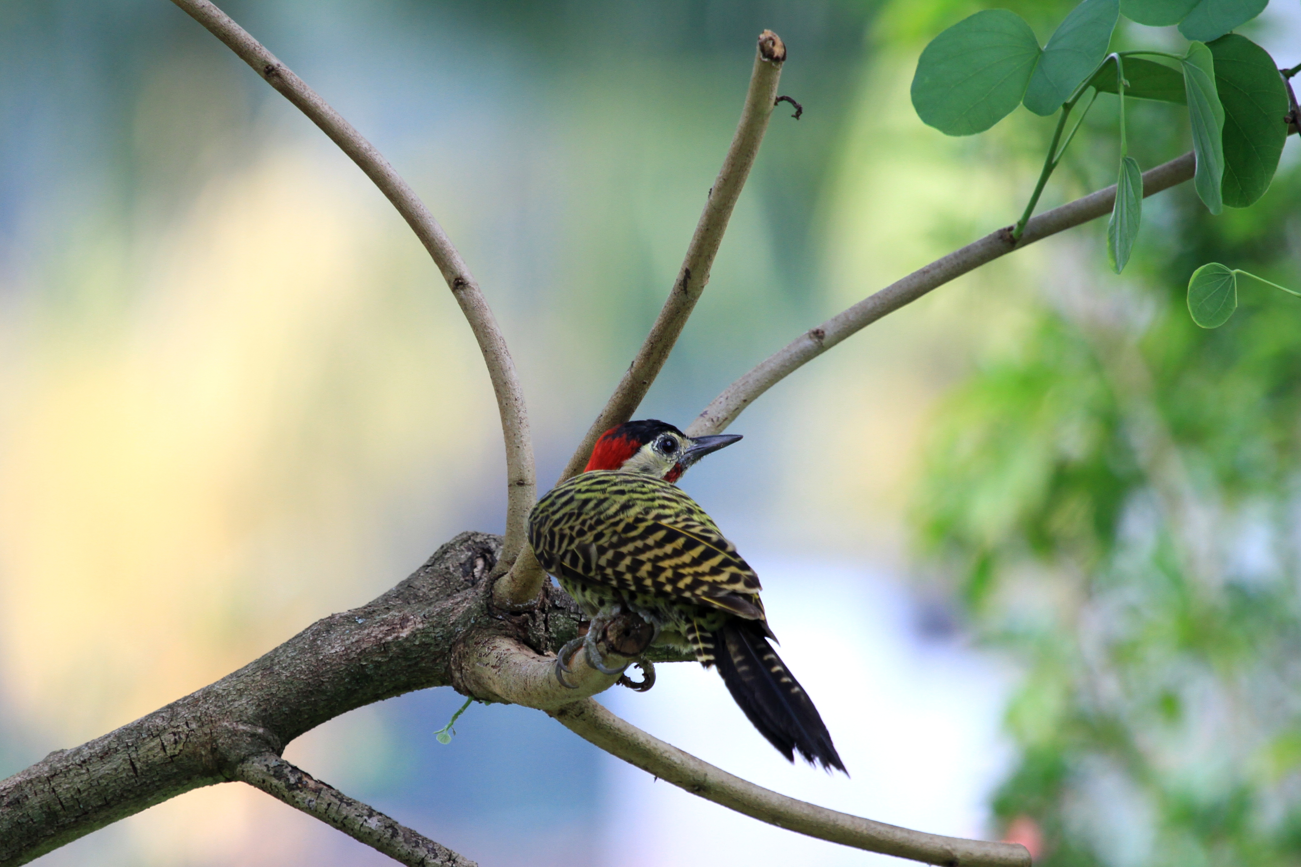 branch, animal, woodpecker, green barred woodpecker, leaf, birds cellphone