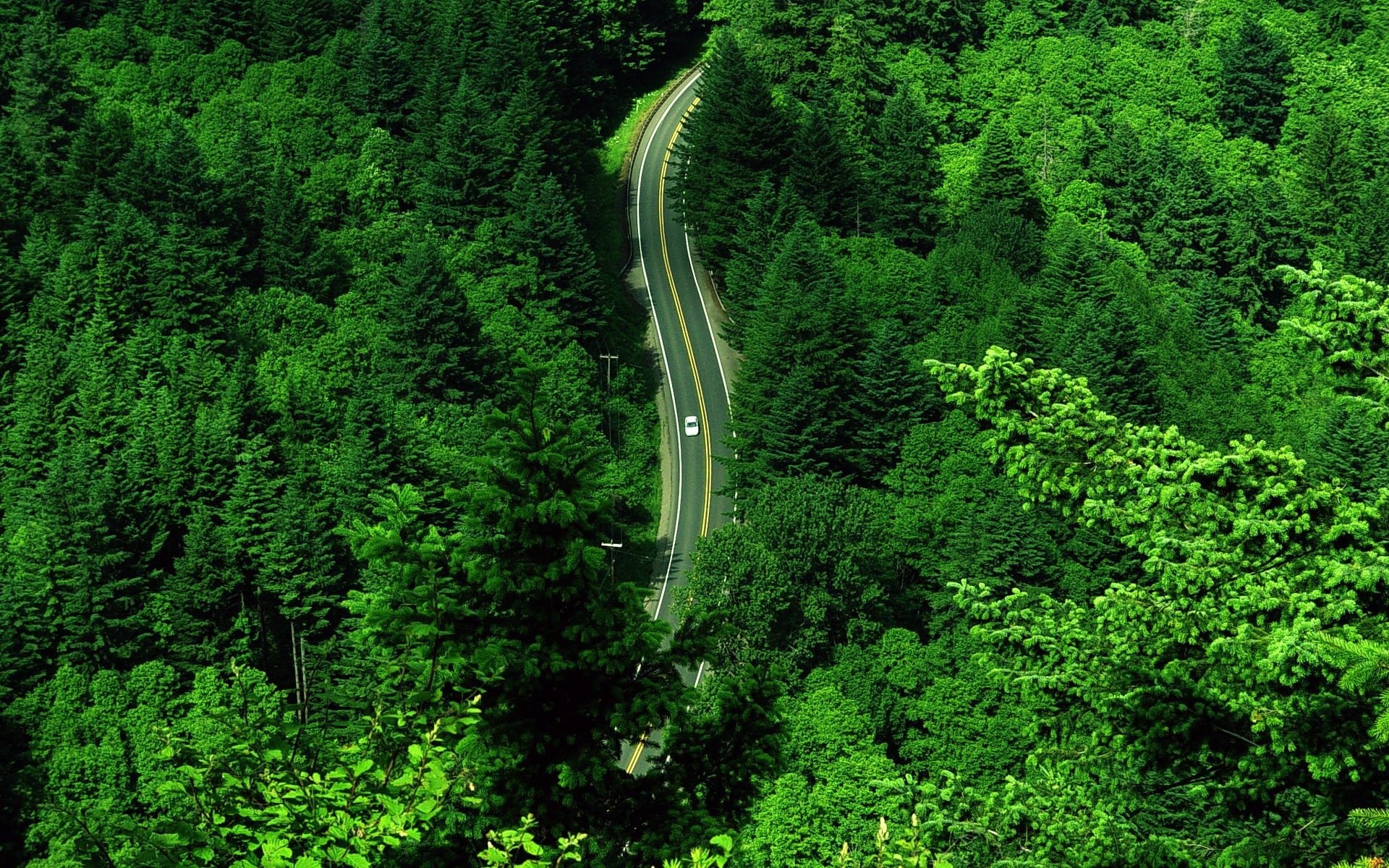 landscape, trees, roads, green Panoramic Wallpaper