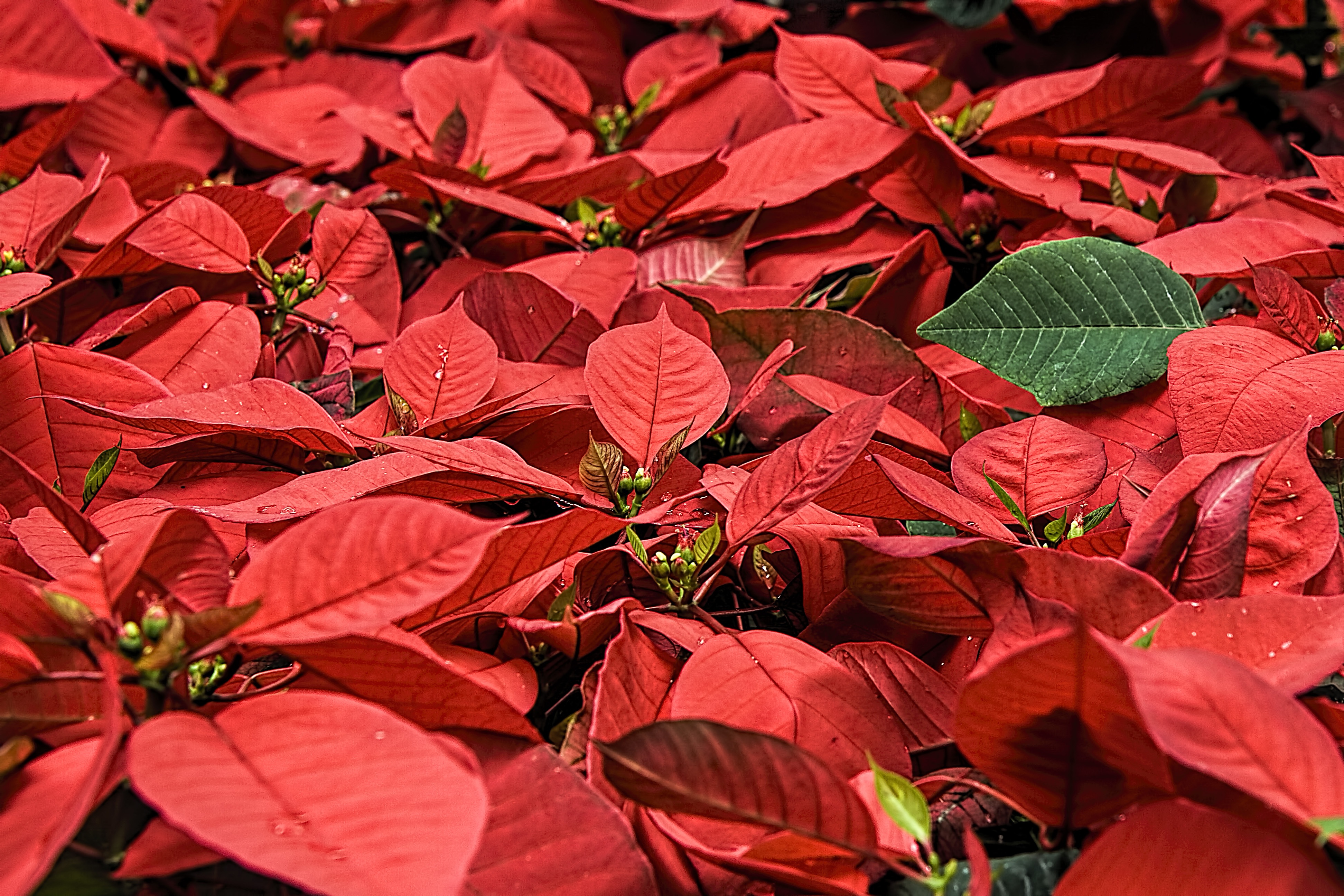 earth, poinsettia, leaf, nature, flowers 4K for PC