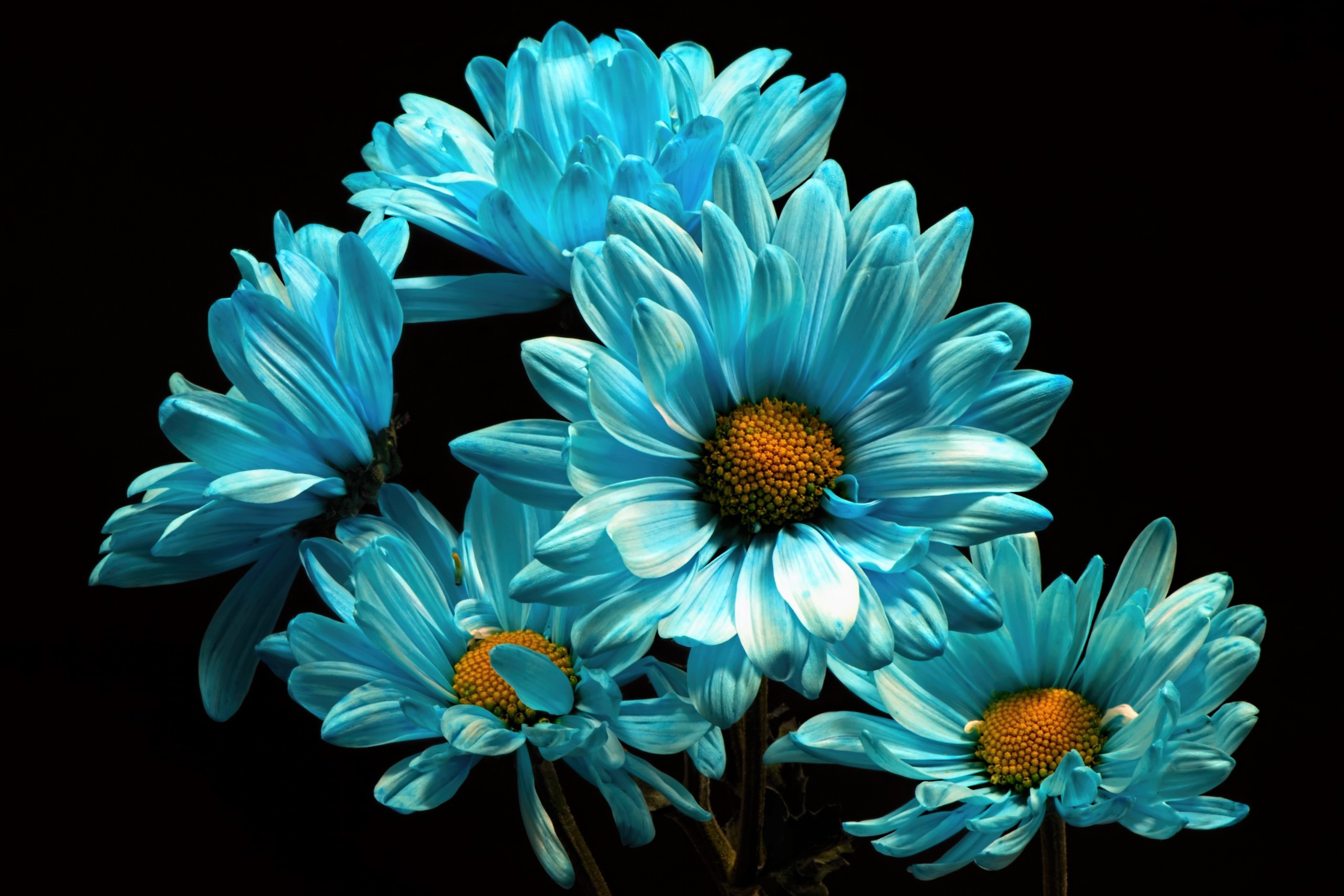 お使いの携帯電話の427537スクリーンセーバーと壁紙青い花。 の写真を無料でダウンロード