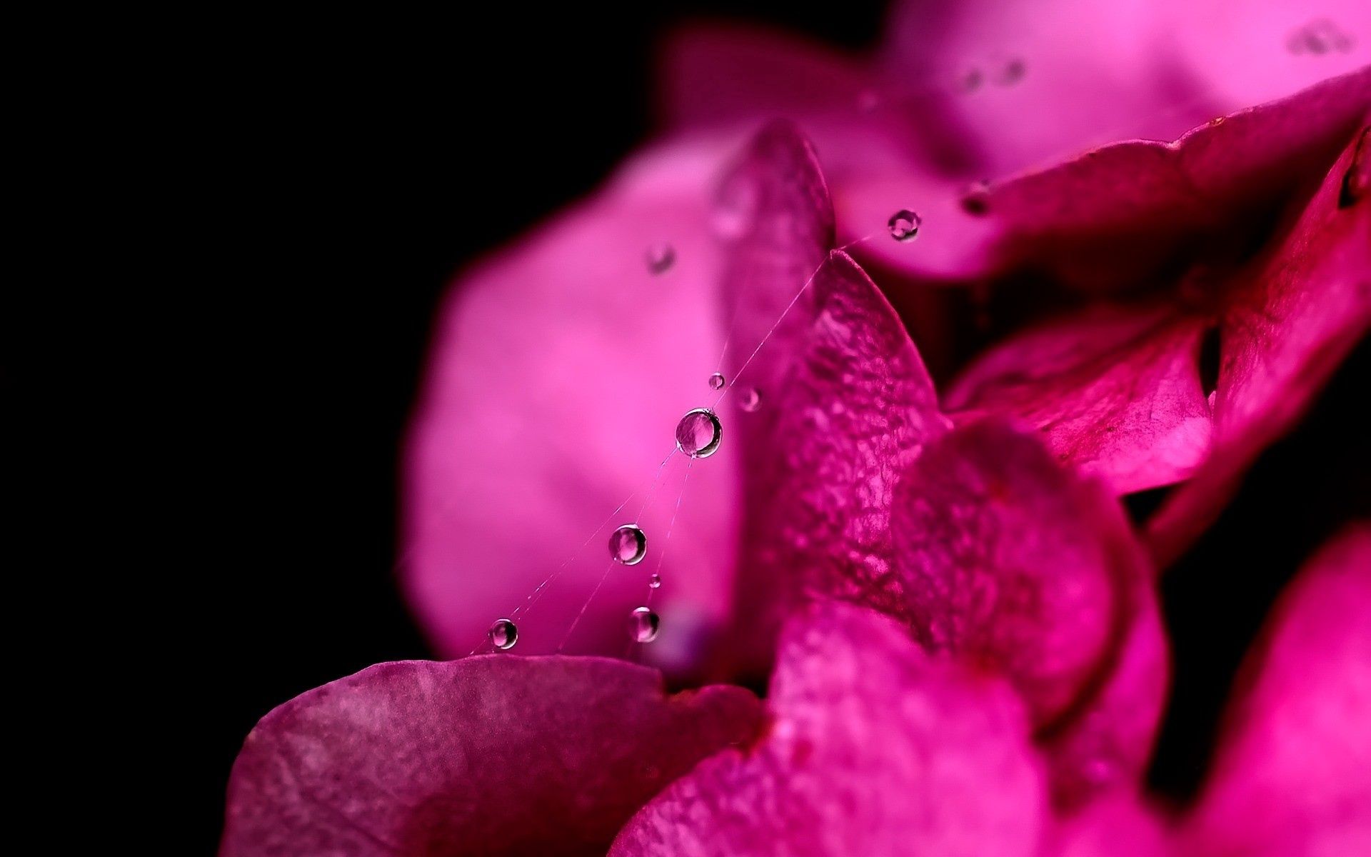 Laden Sie das Blume, Drops, Makro, Blütenblätter, Web, Rosa-Bild kostenlos auf Ihren PC-Desktop herunter