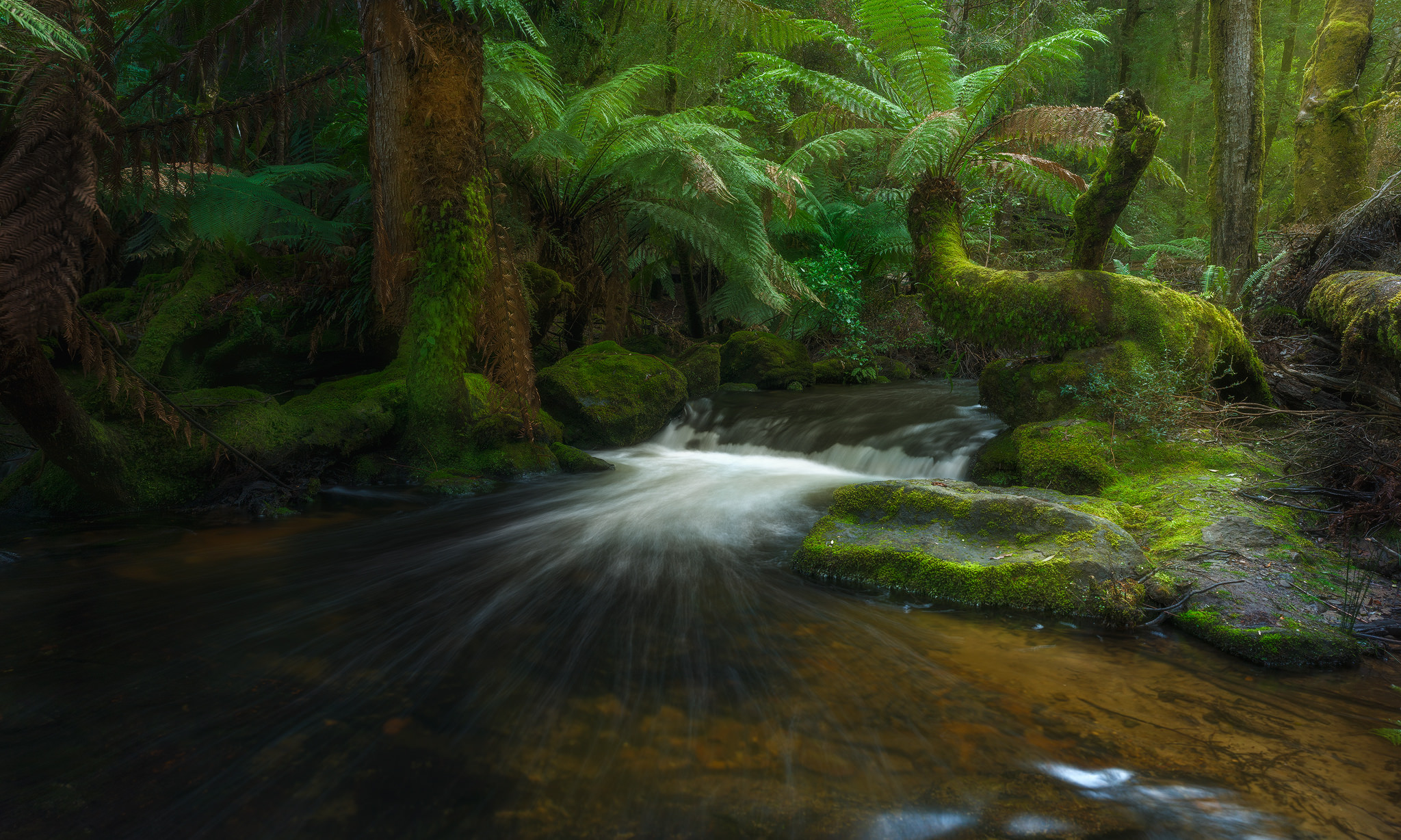 Free HD earth, forest, australia, creek, fern, greenery, rainforest, stream, tasmania