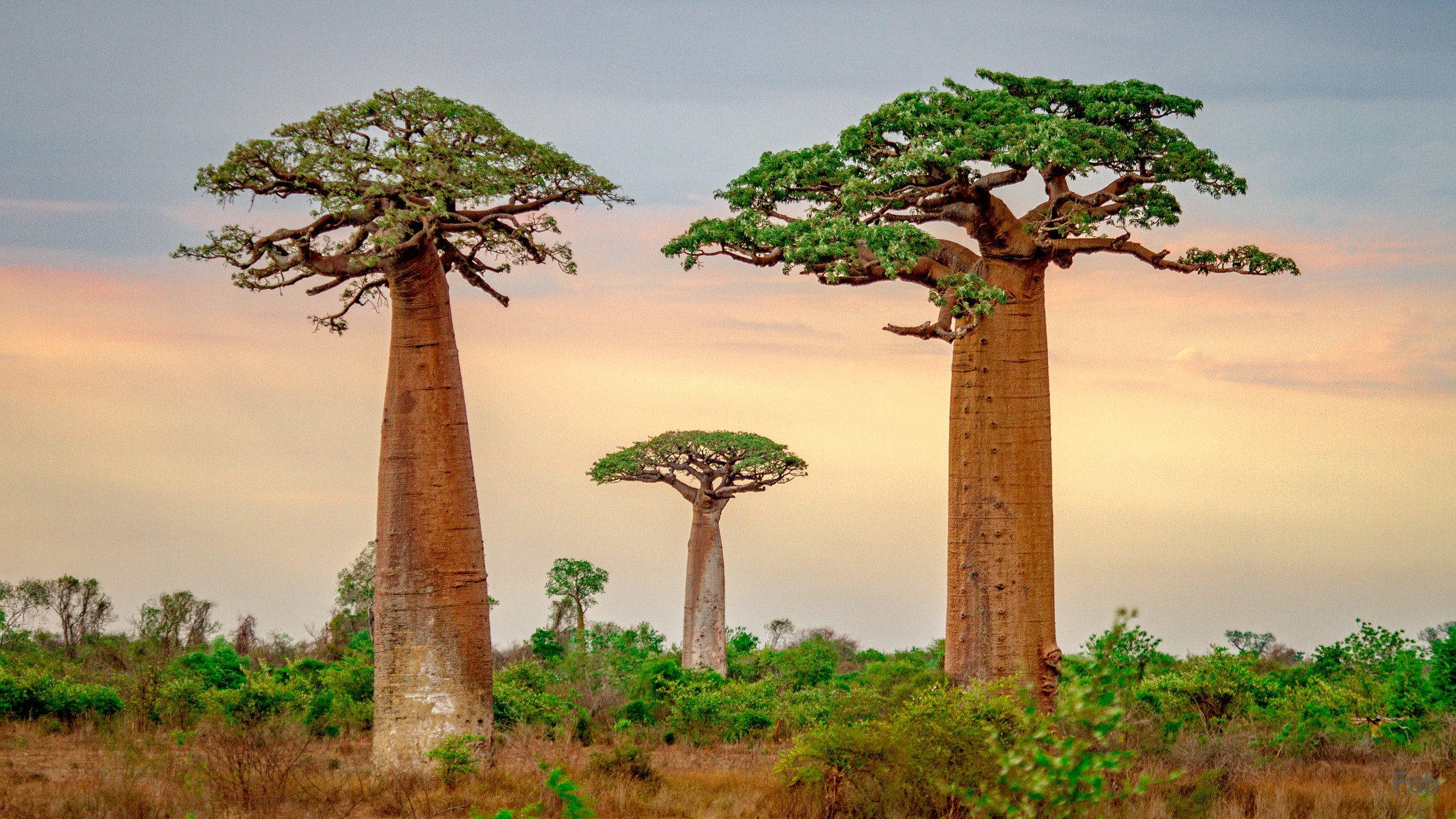 baobab tree, earth, madagascar, tree, trees