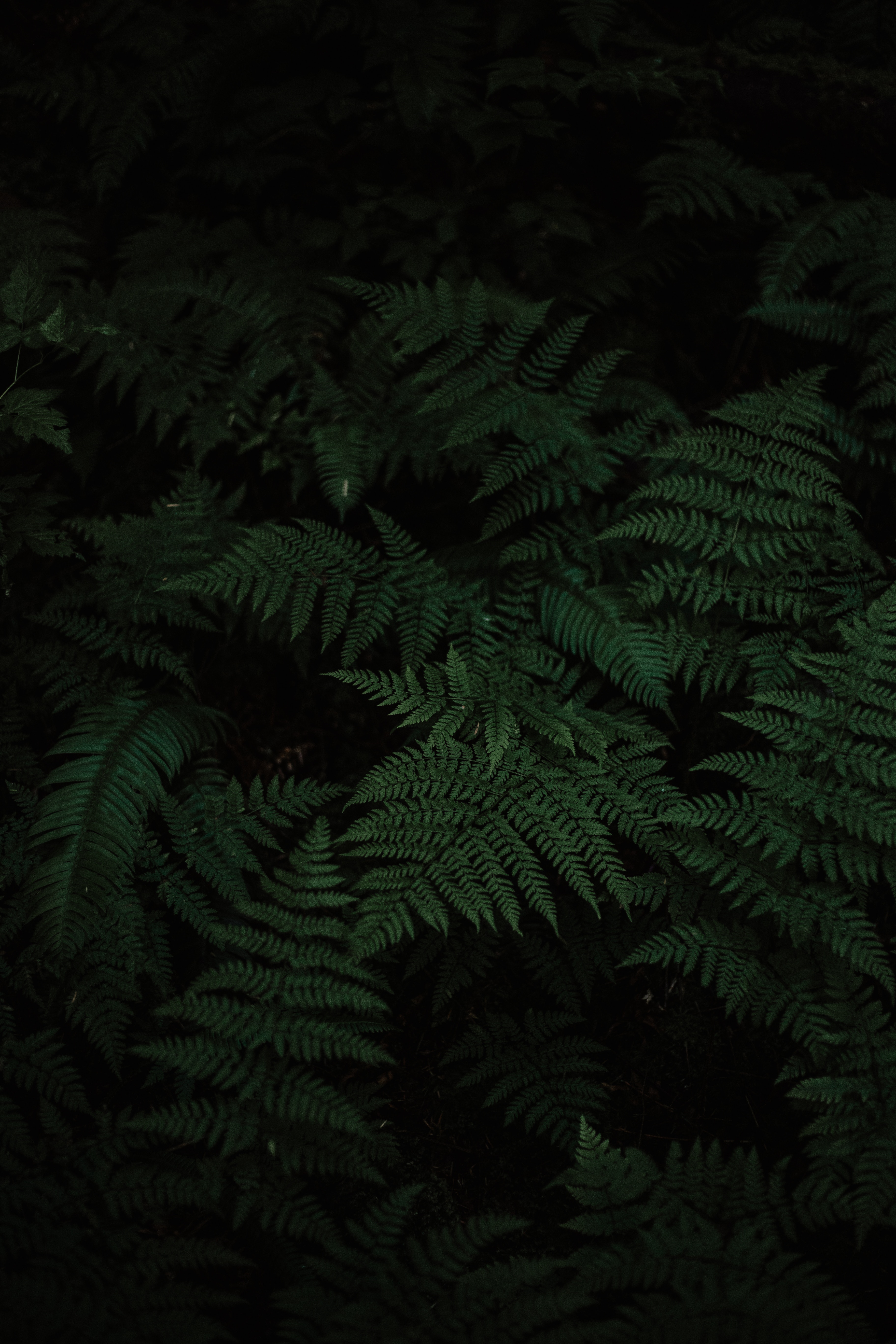 plant, leaves, fern, green, nature, carved Aesthetic wallpaper