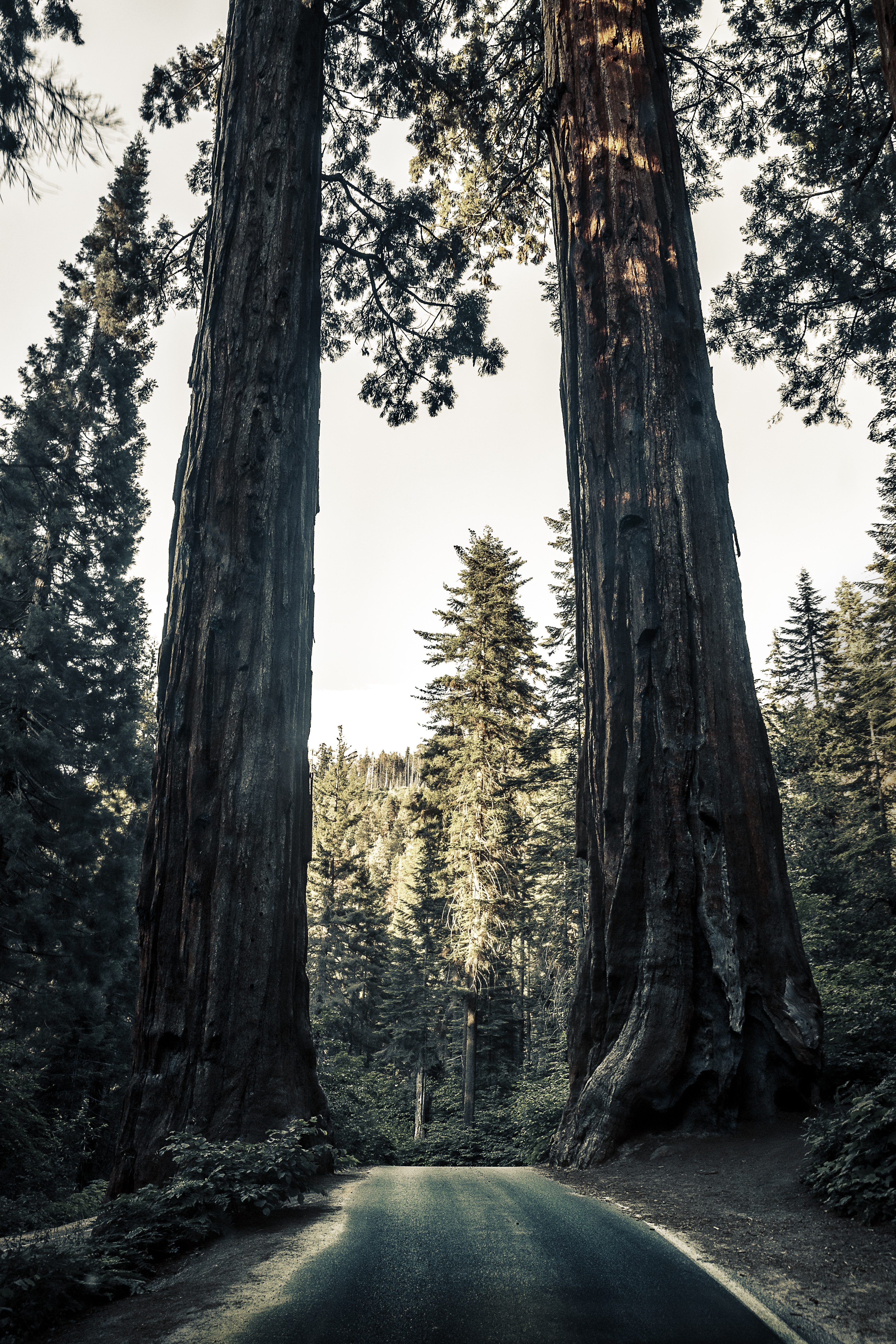 107402 Hintergrundbild herunterladen sequoia, natur, bäume, straße, wald, mammutbäume - Bildschirmschoner und Bilder kostenlos