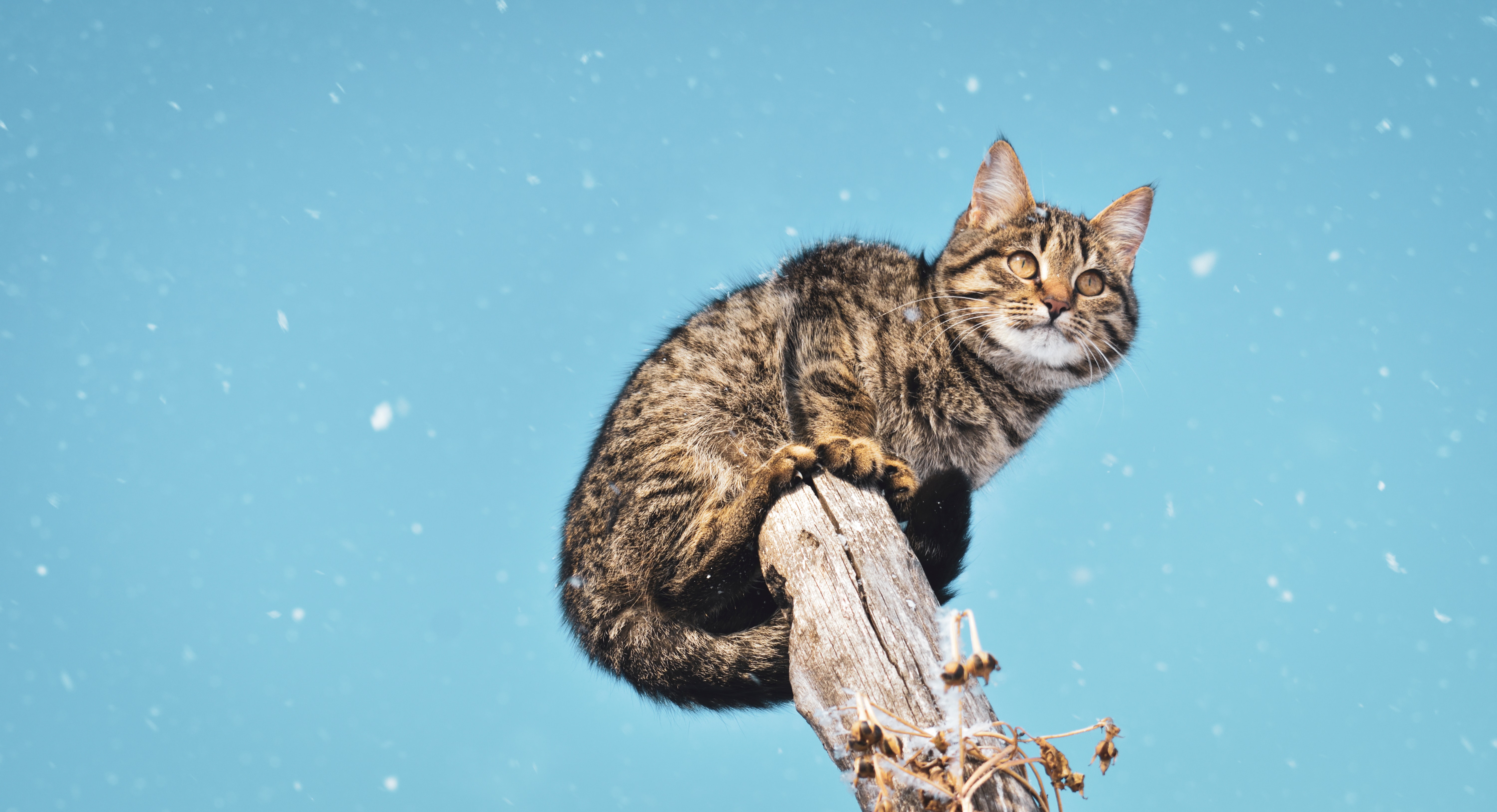 Handy-Wallpaper Säule, Bereitstellen, Schnee, Der Kater, Schneefall, Tiere, Katze kostenlos herunterladen.