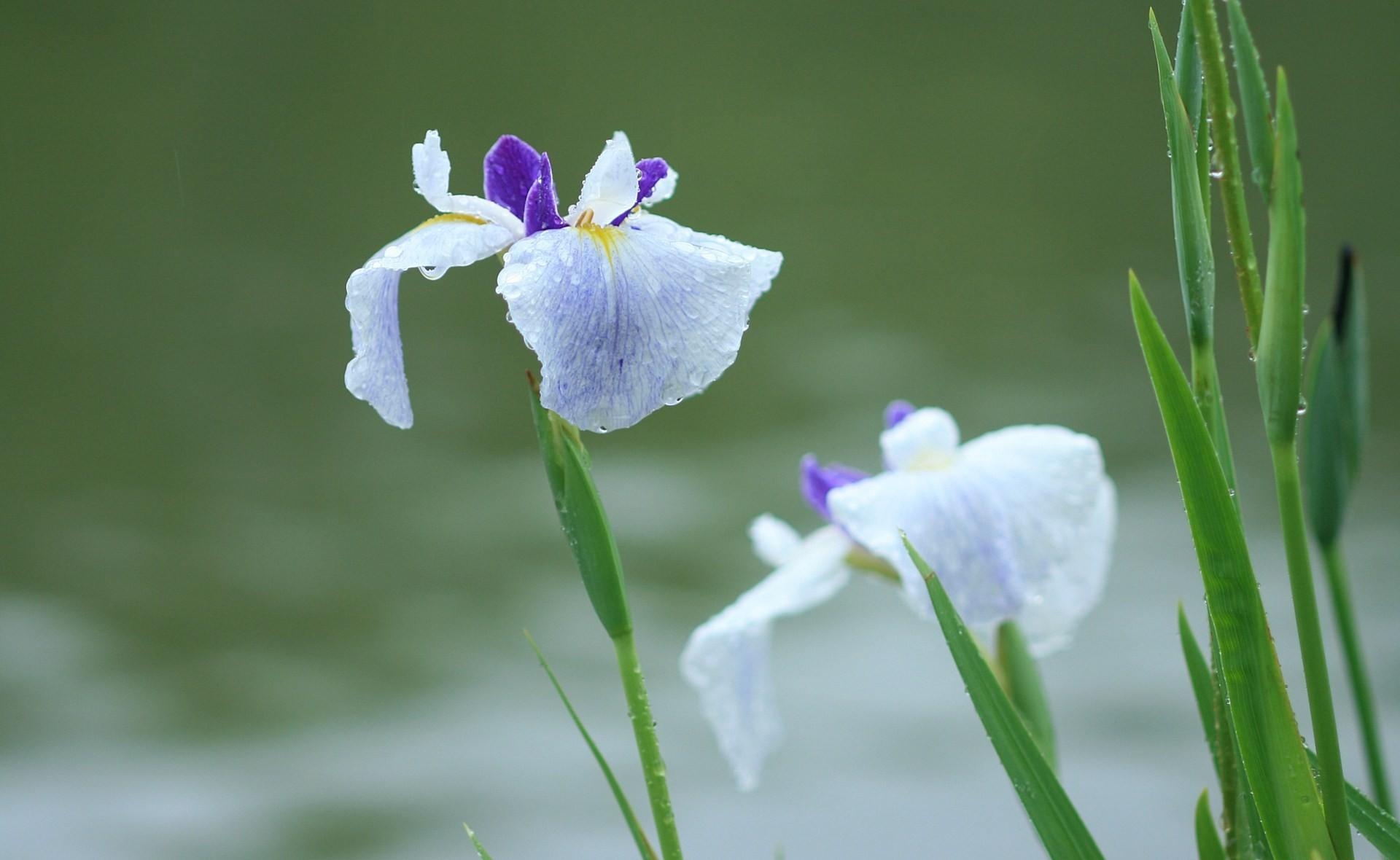 blur, flowers, drops, smooth, greens, freshness, irises High Definition image