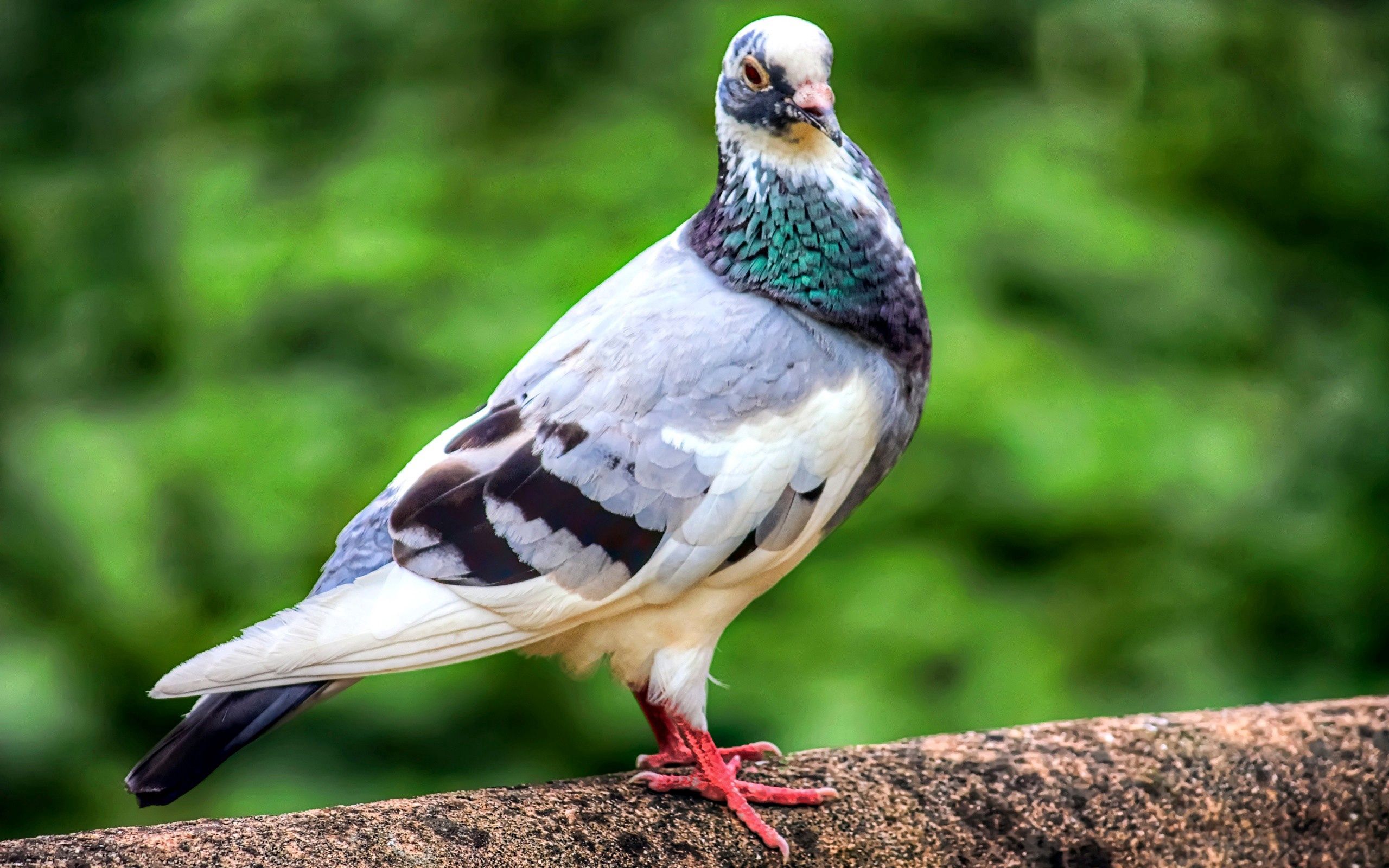 Laden Sie das Taube, Tiere, Feder, Vogel, Farbe-Bild kostenlos auf Ihren PC-Desktop herunter