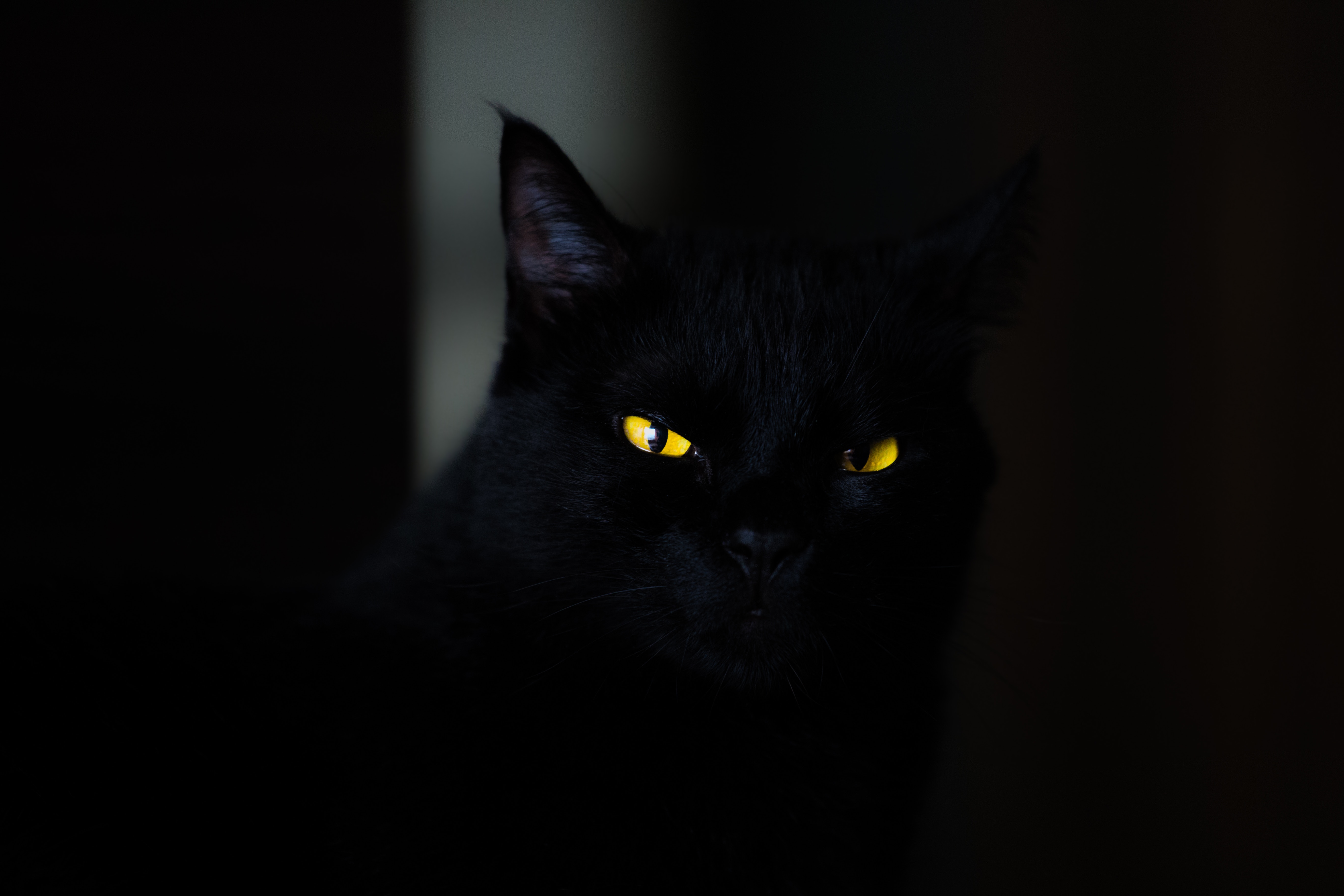 black, cat, eyes
