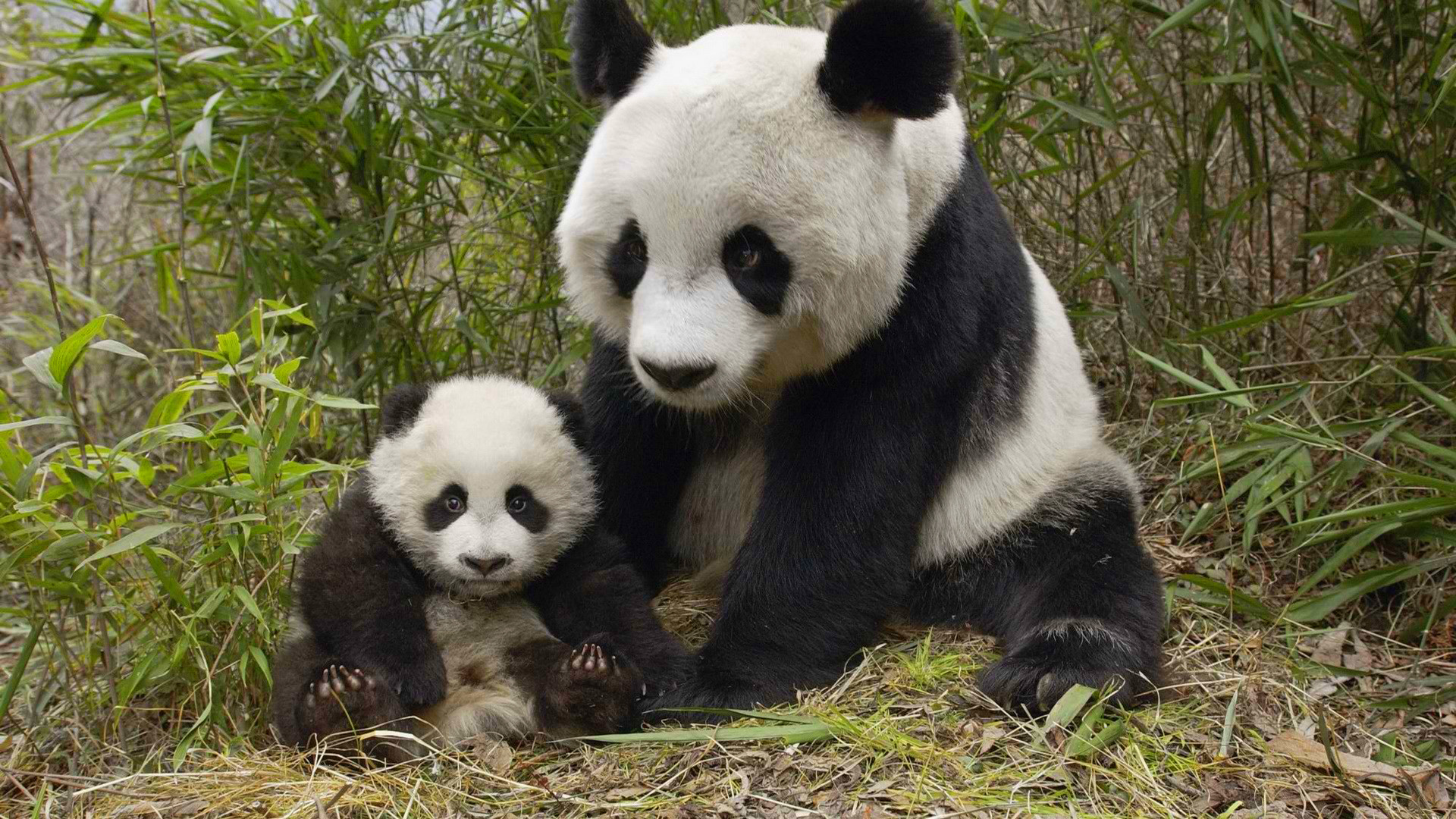 647721 免費下載壁紙 动物, 大熊猫 屏保和圖片