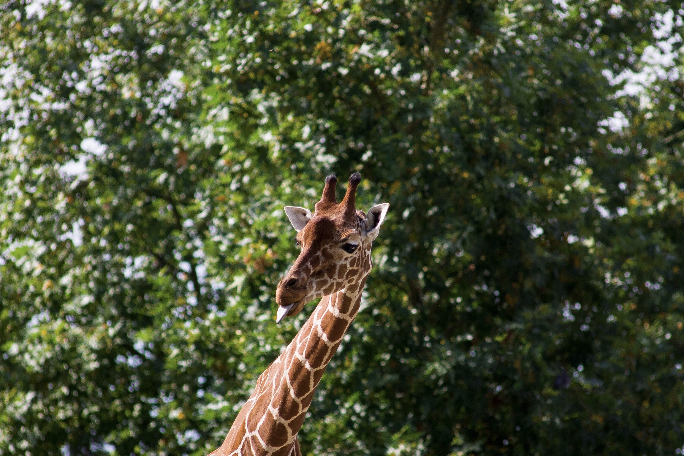 Download mobile wallpaper Tongue Stuck Out, Protruding Tongue, Animals, Giraffe, Cool for free.