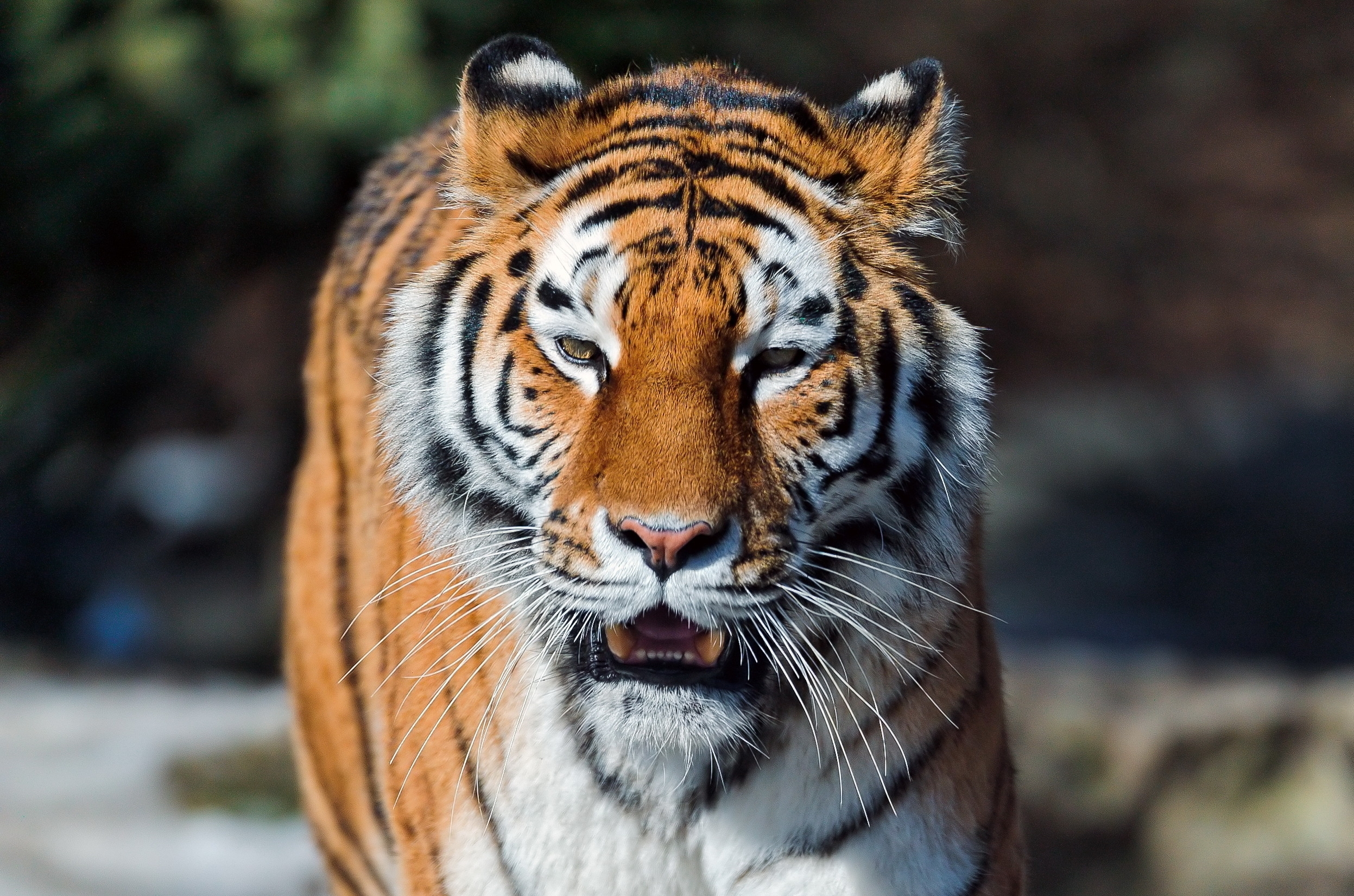 Download mobile wallpaper Open Mouth, Animals, Muzzle, Predator, Big Cat, Tiger for free.