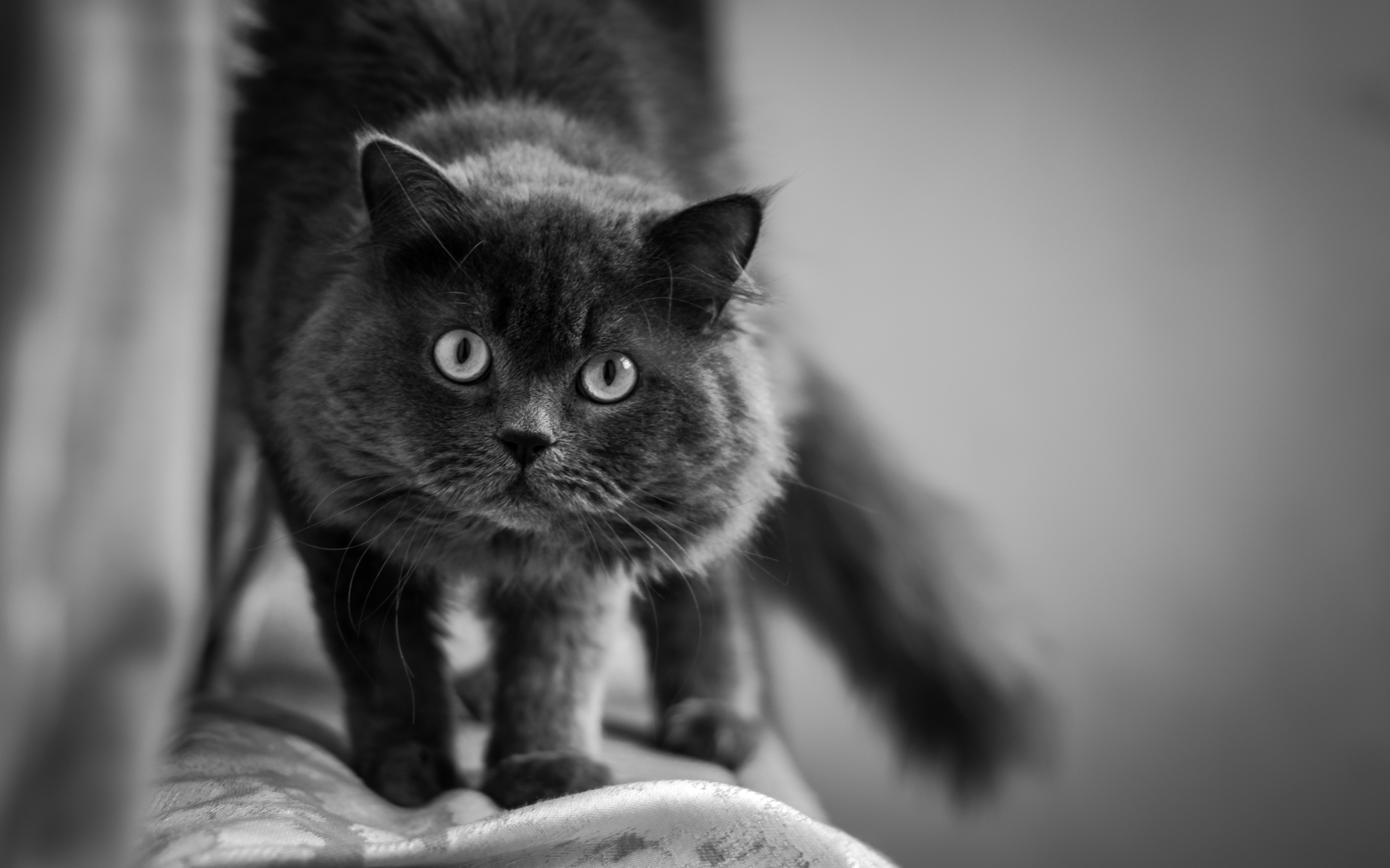 Download mobile wallpaper Sight, Opinion, Muzzle, Fluffy, Animals, Cat, Bw, Chb for free.
