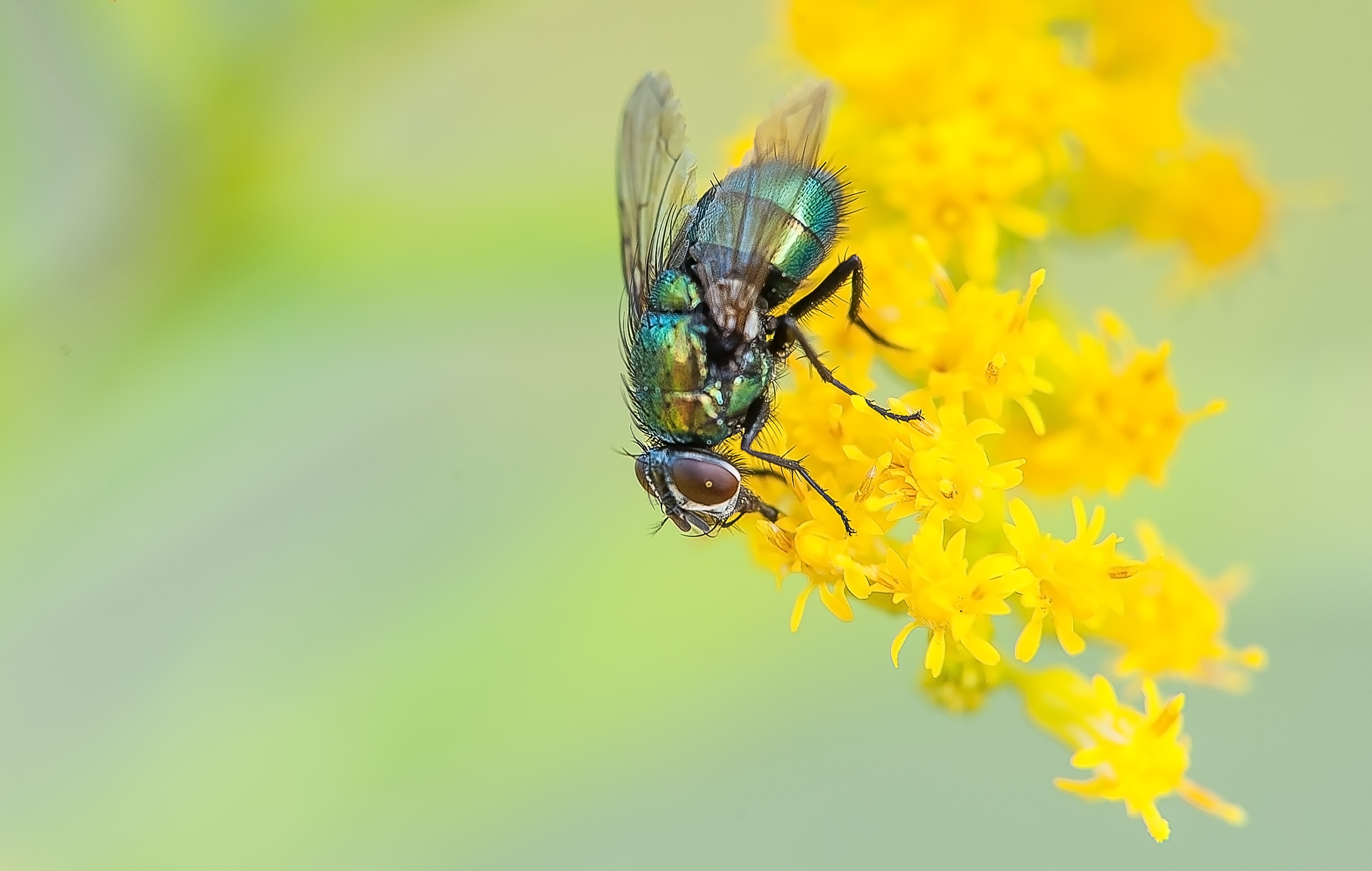 Laden Sie das Fliegen, Makro, Fliege, Blume-Bild kostenlos auf Ihren PC-Desktop herunter