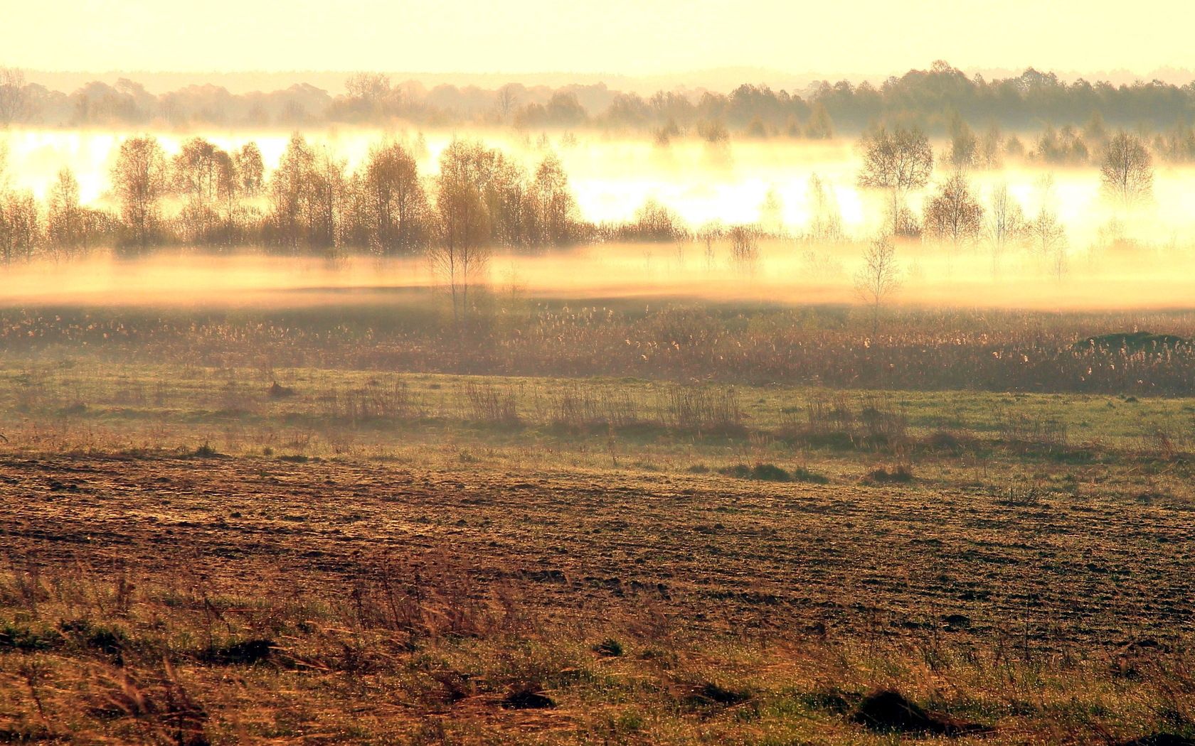 nature, fog, field, morning, awakening cellphone