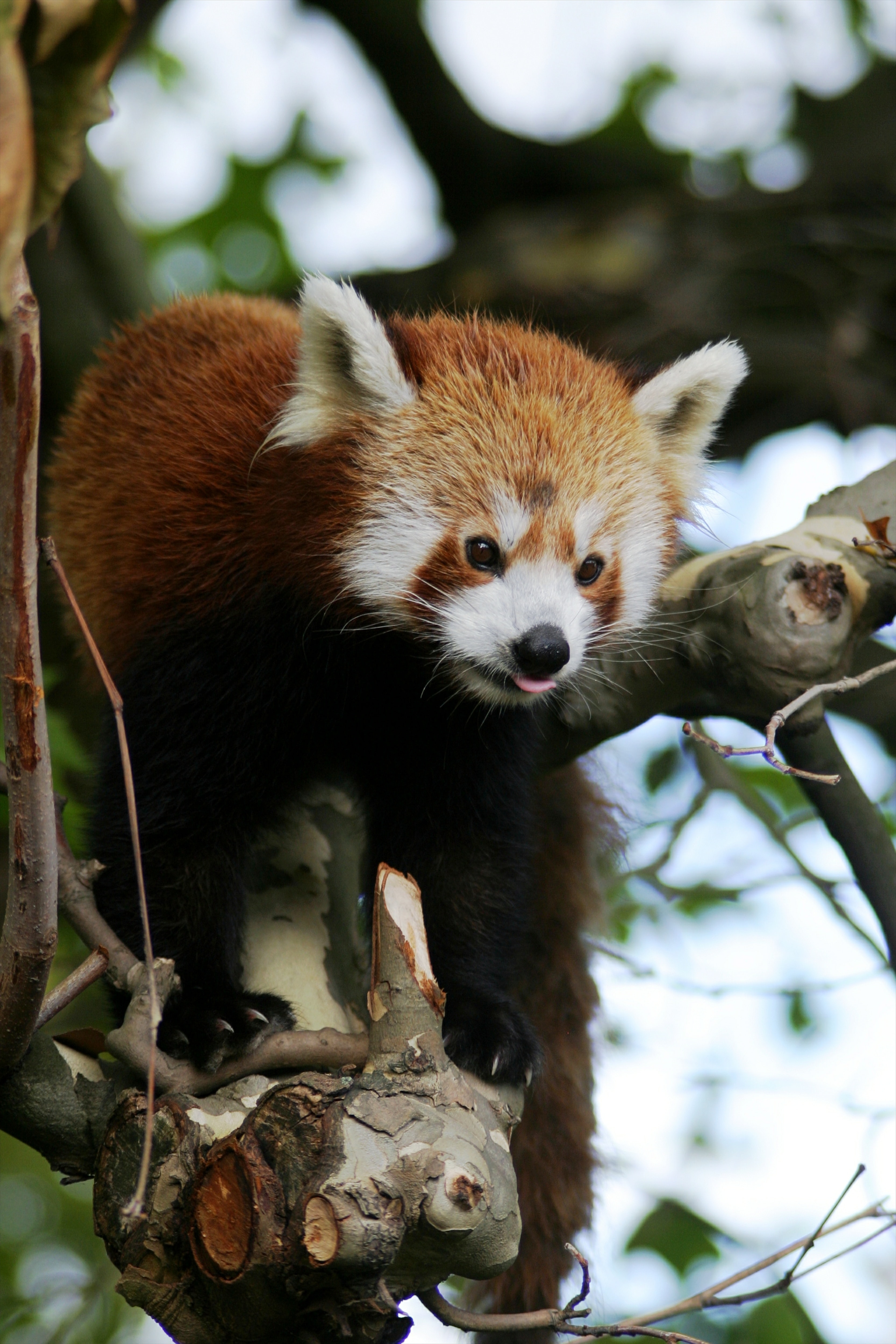 trees, animals, animal, tongue stuck out, protruding tongue, red panda lock screen backgrounds