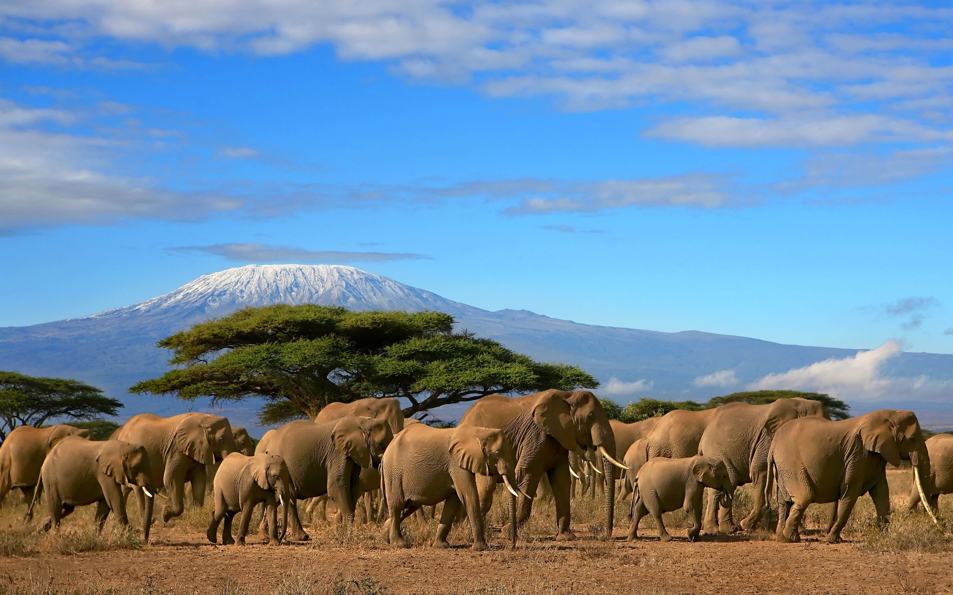 Download mobile wallpaper Mountain, Animal, Elephant, Africa, Savannah, African Bush Elephant, Mount Kilamanjaro for free.