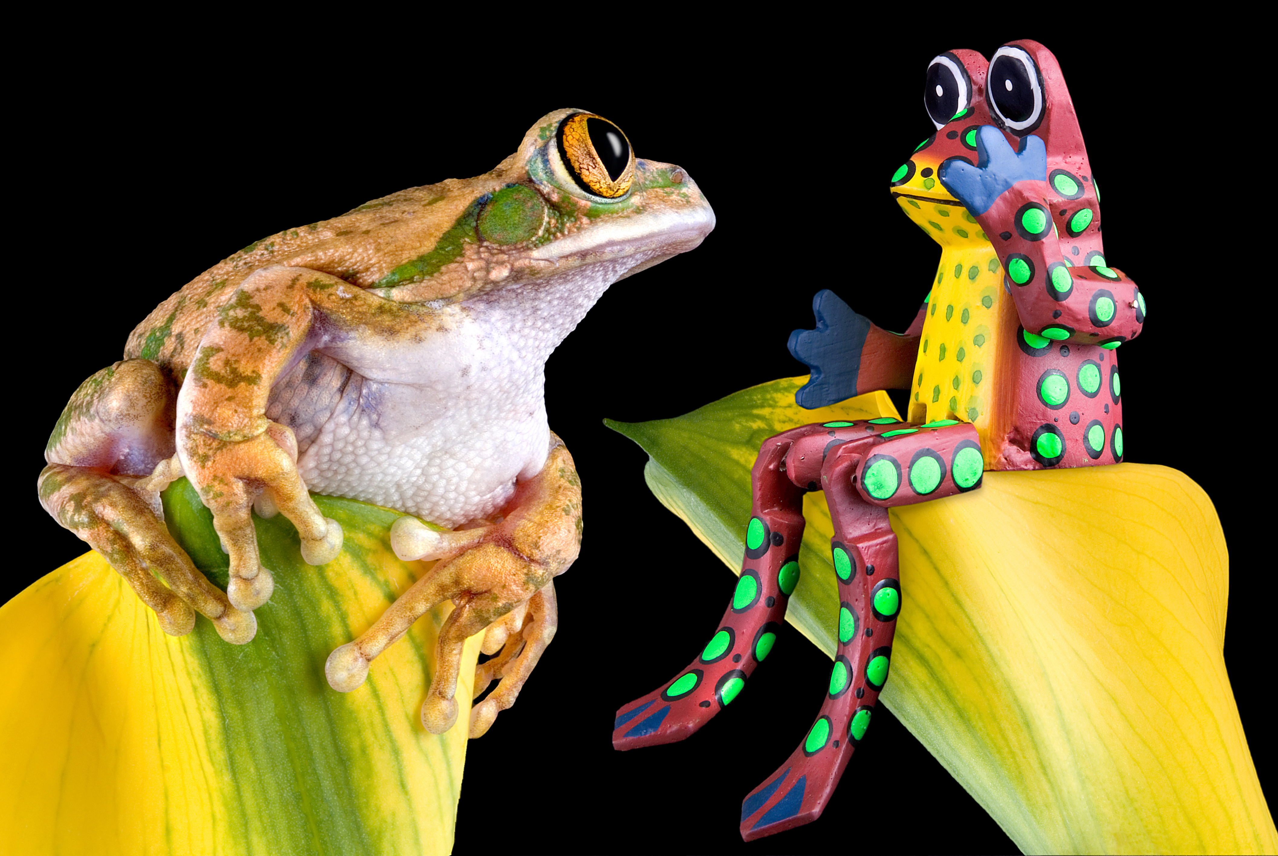 Download PC Wallpaper animal, frog, amphibian, toy, frogs