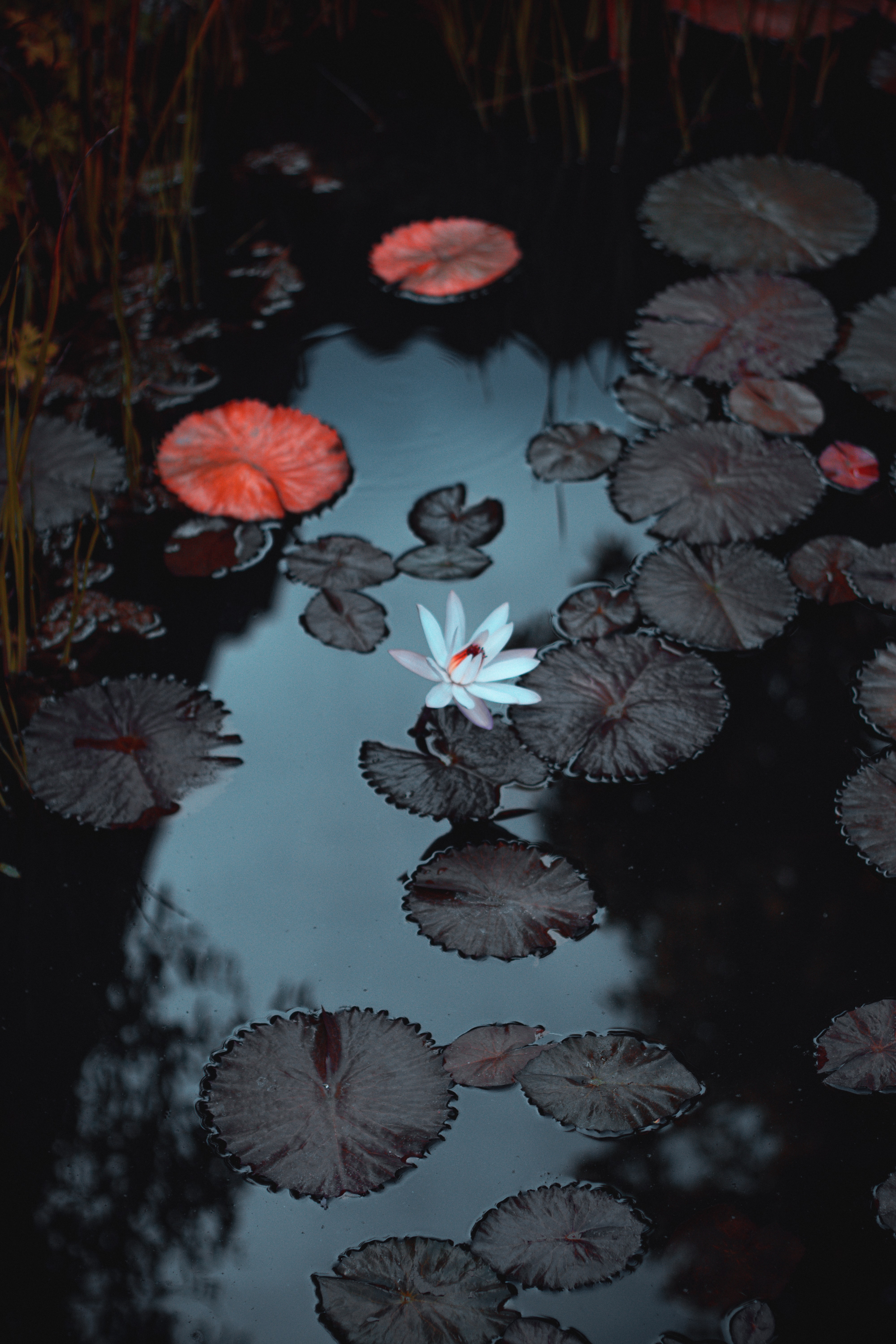 Lock Screen Water Lily