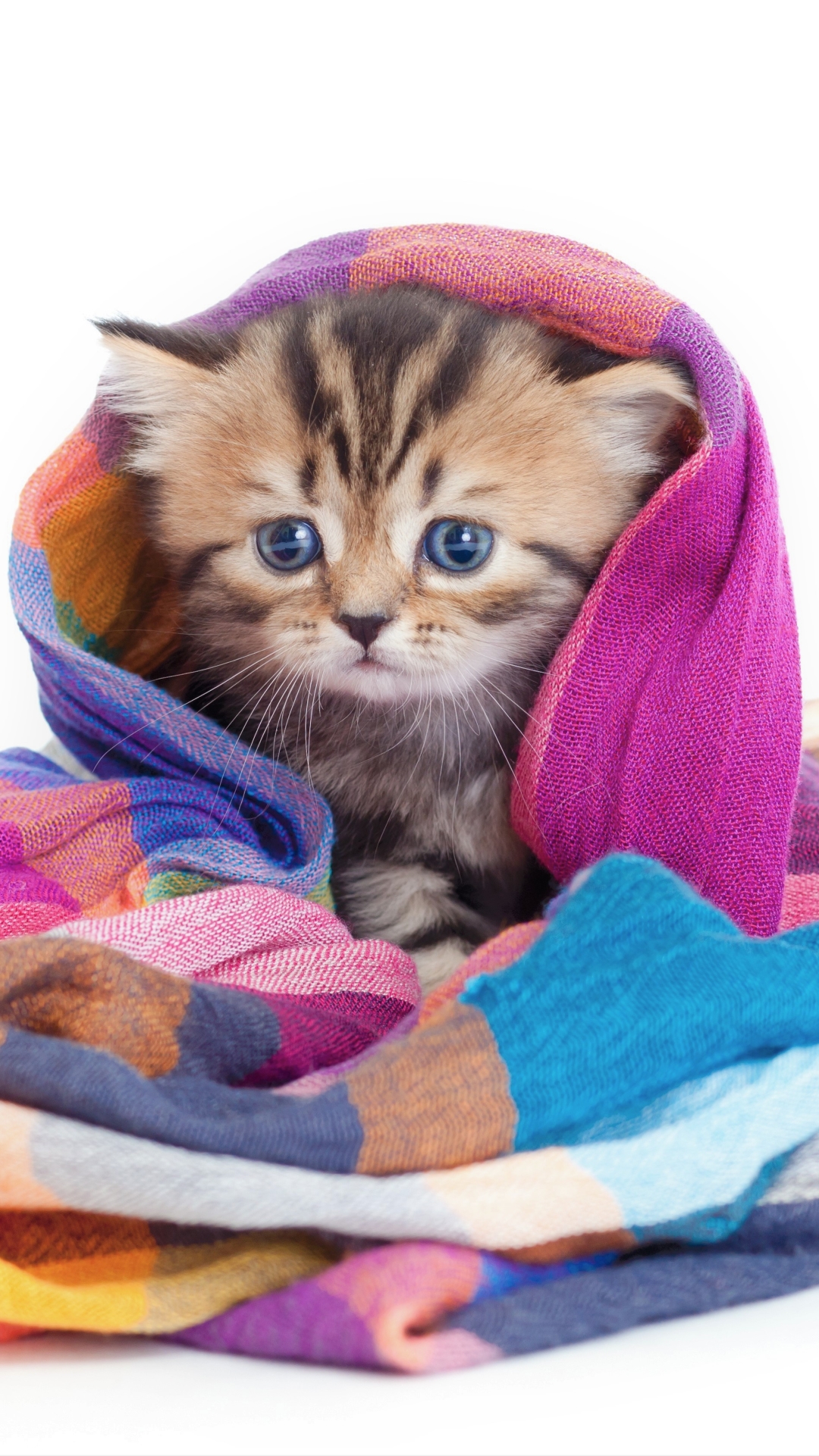 cats, kitten, animal, cat, baby animal, cute, colorful, blanket wallpapers for tablet