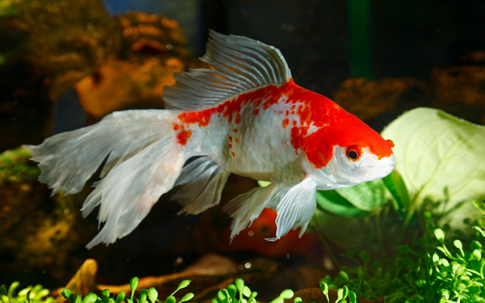 Золотая рыбка вуалехвост