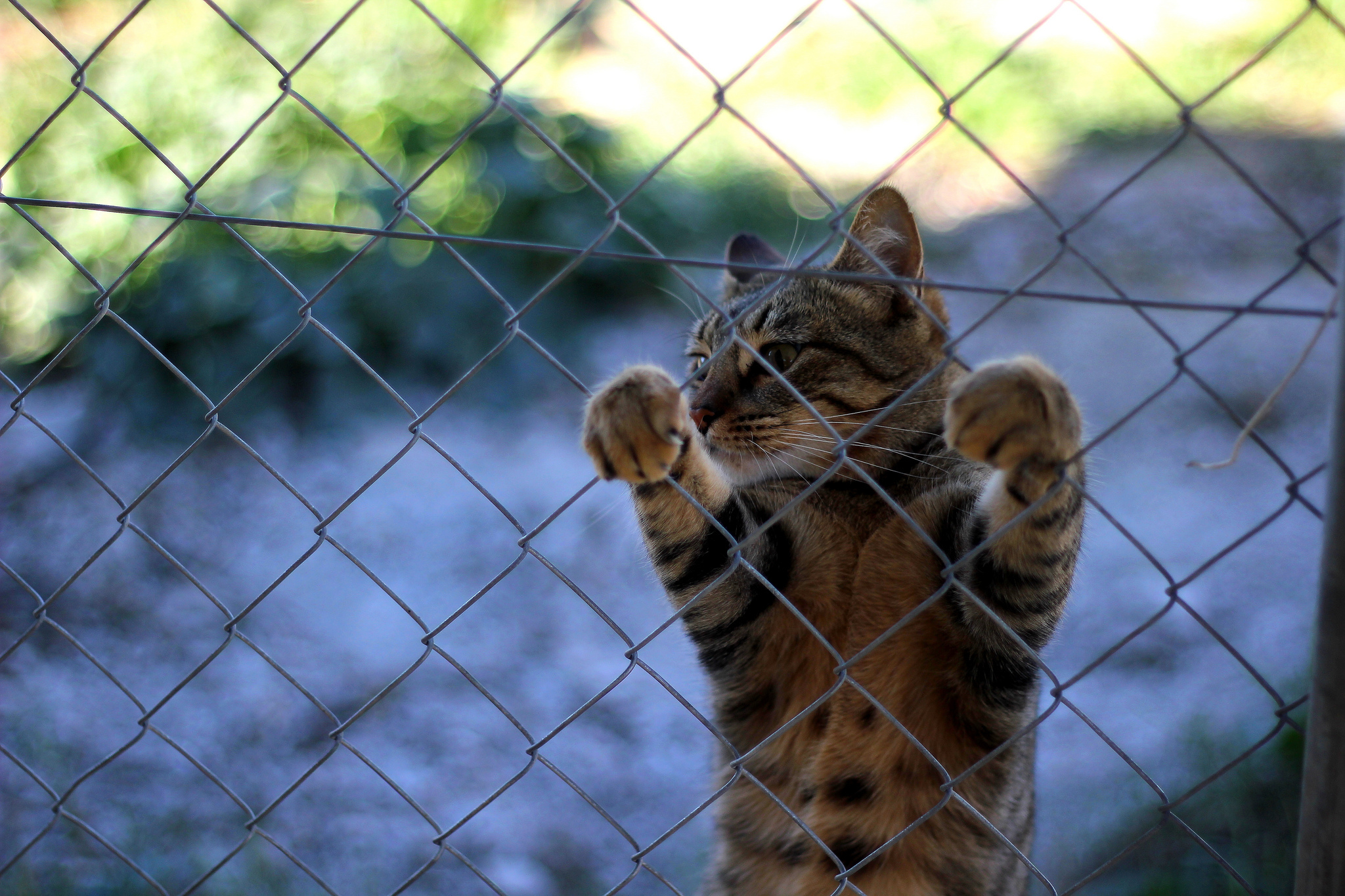 animals, cat, fence, paws, to stand, stand Free Stock Photo