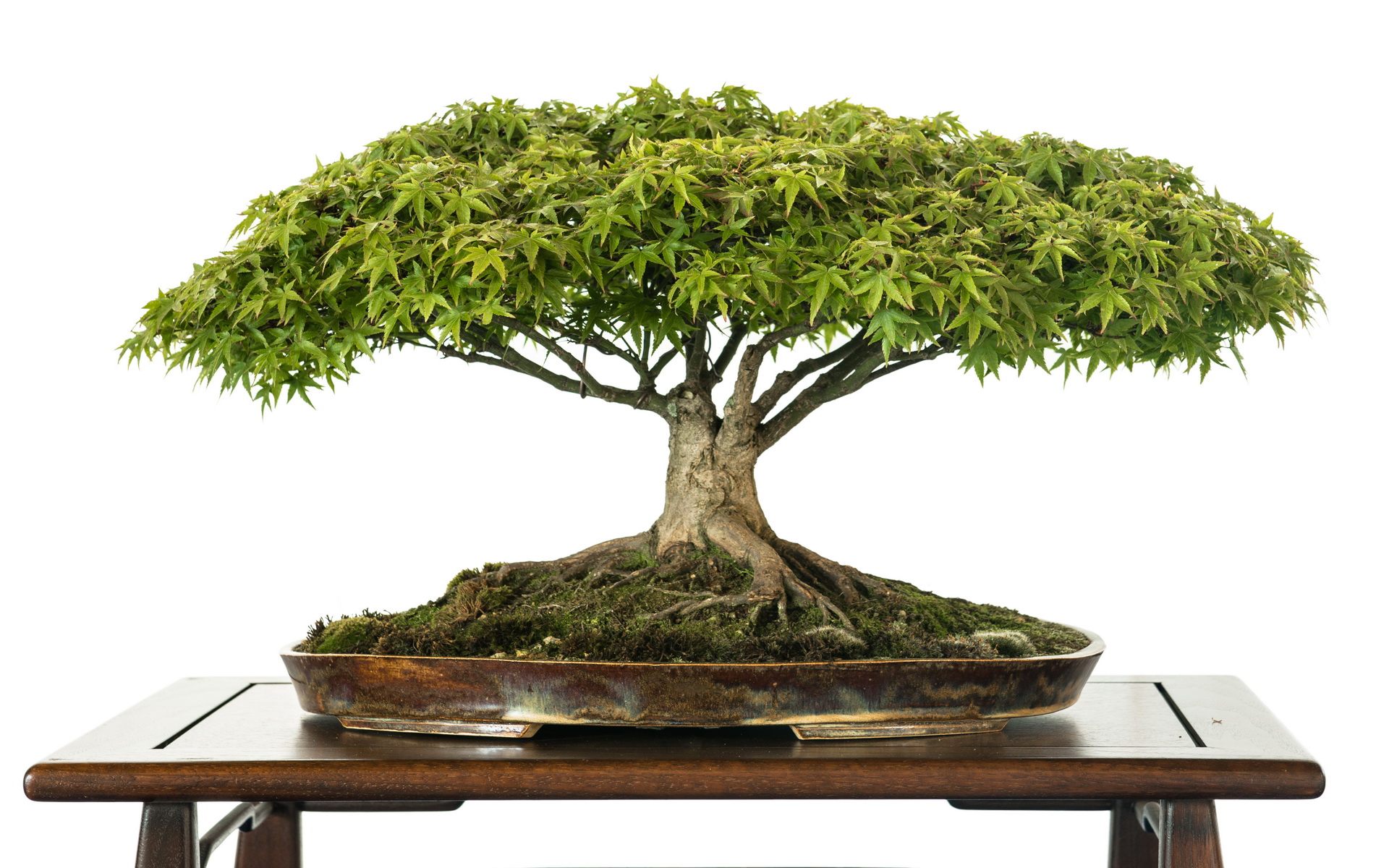 bonsai, earth High Definition image
