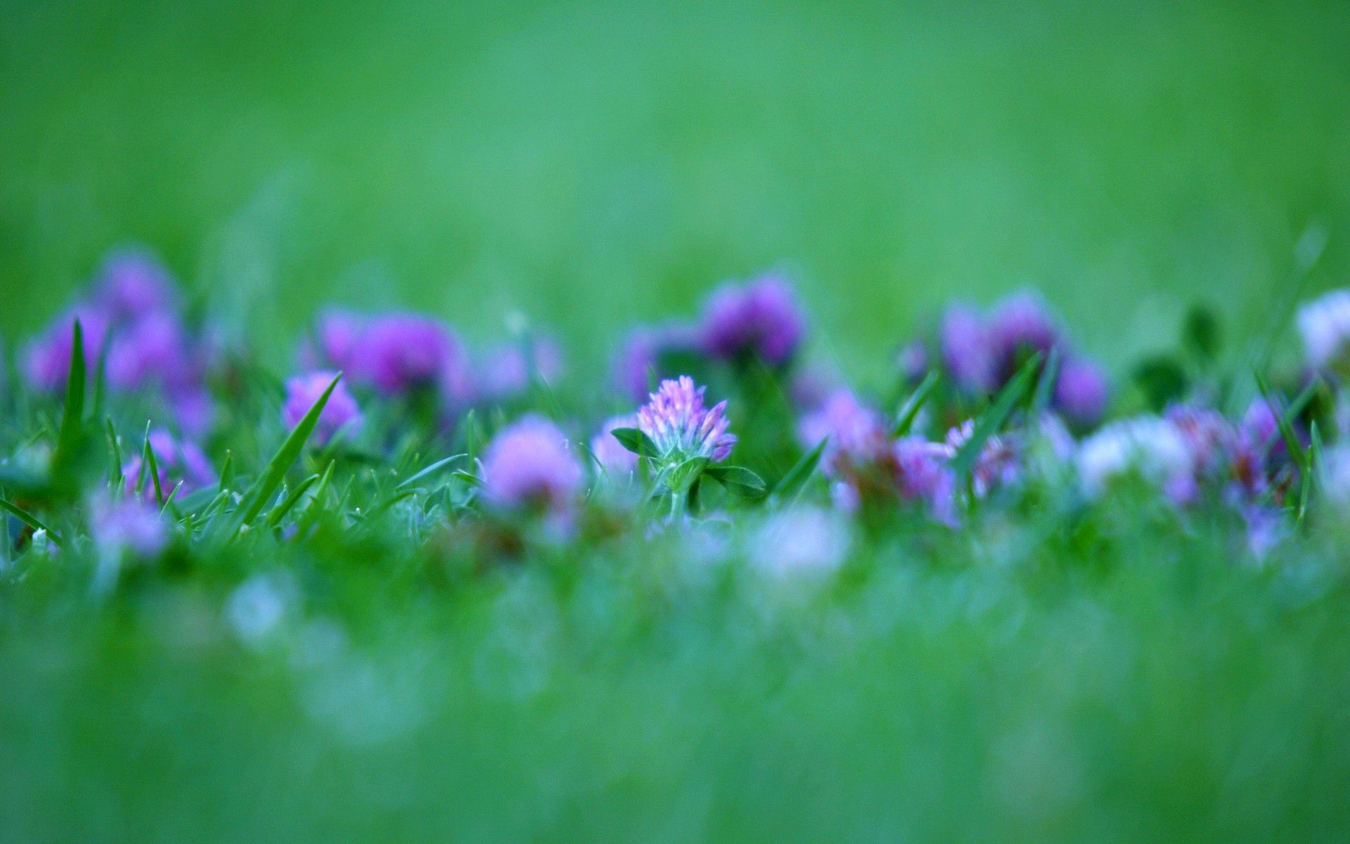 Laden Sie das Grass, Makro, Gefettet, Verschmiert, Blumen-Bild kostenlos auf Ihren PC-Desktop herunter