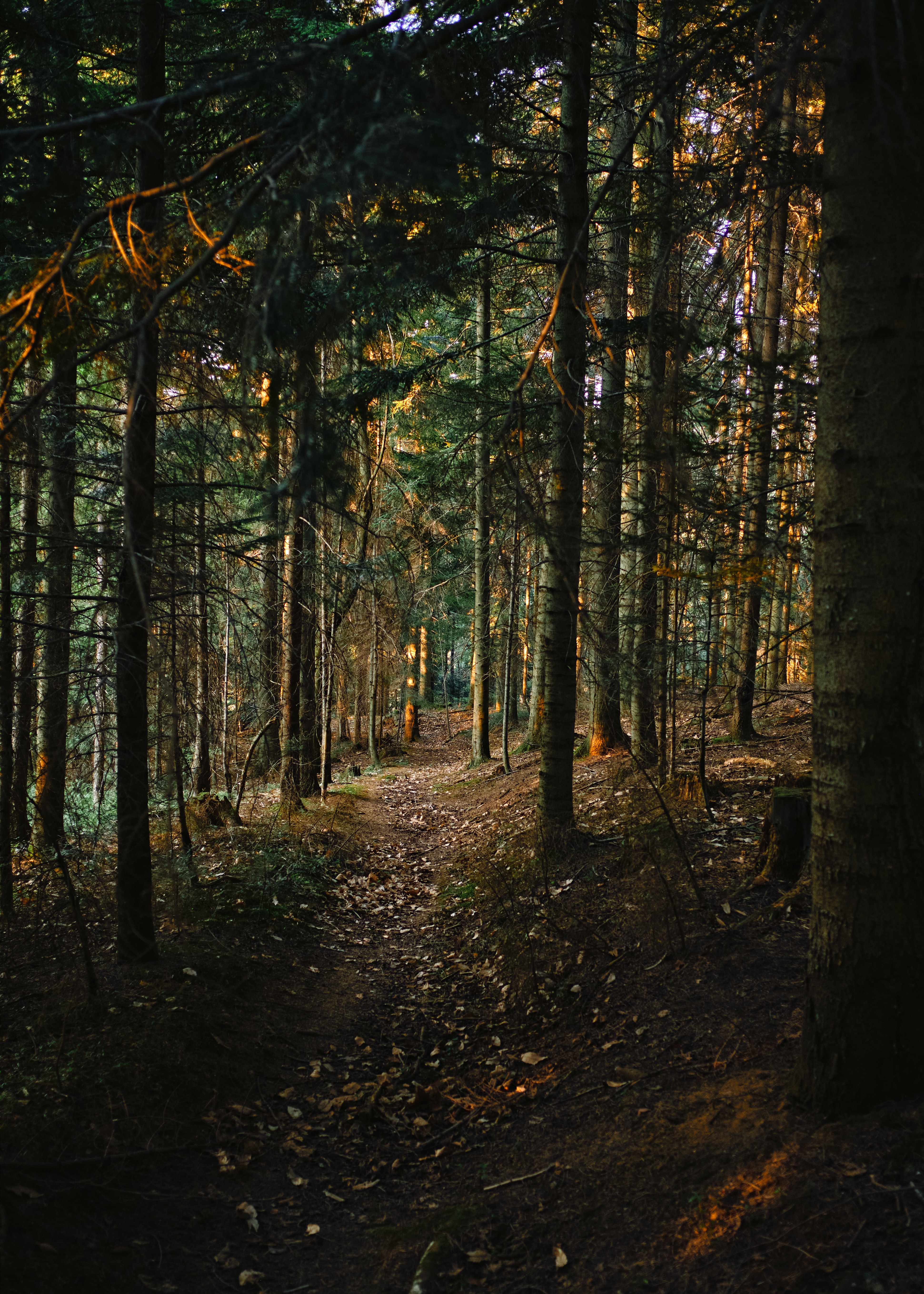 Download mobile wallpaper Pine, Path, Nature, Forest for free.