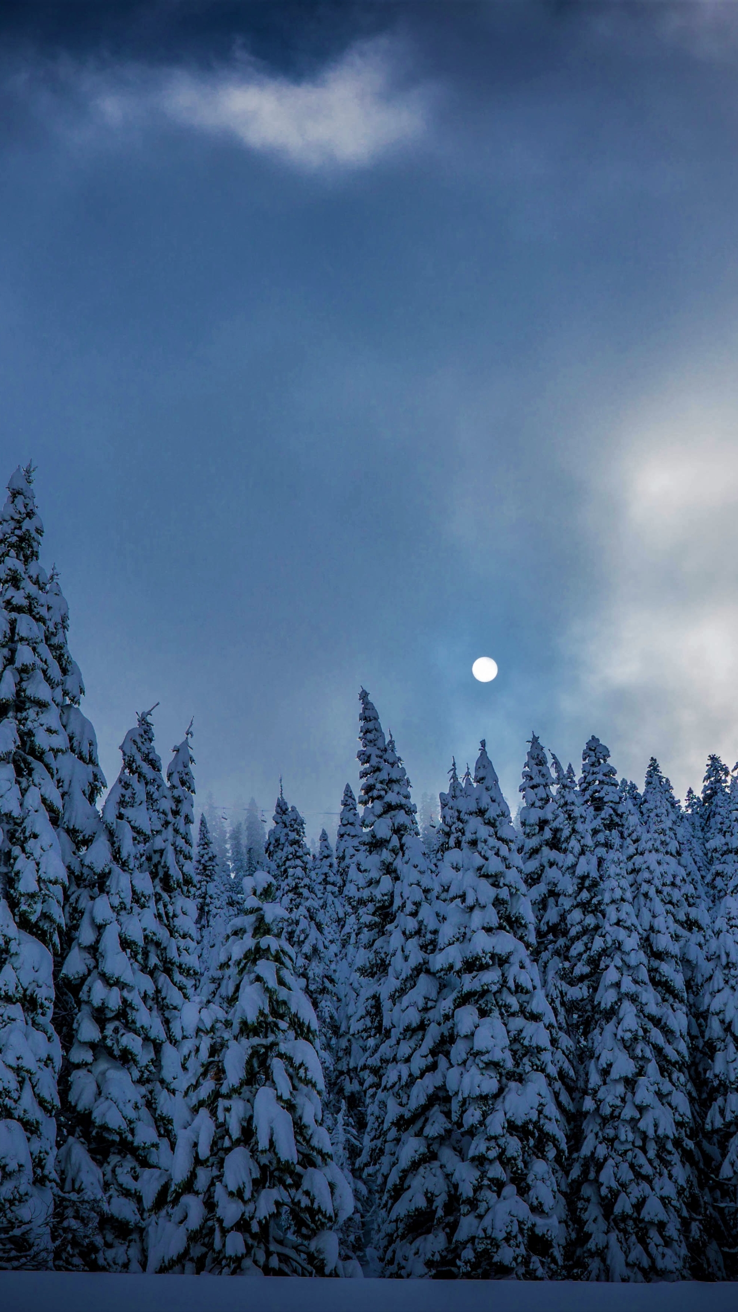 earth, winter, fir, twilight, snow, tree, dusk, moon 8K