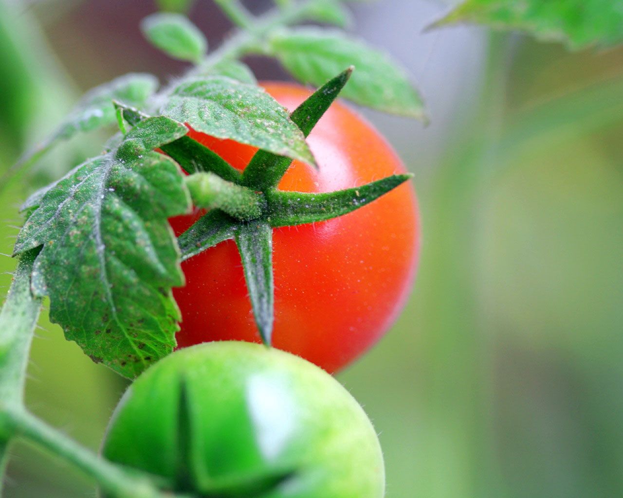 tomatoes, food, grass, branch Free Stock Photo