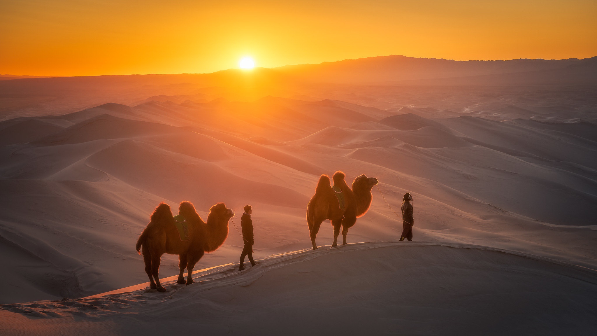 Фото караван верблюдов в пустыне с высоты