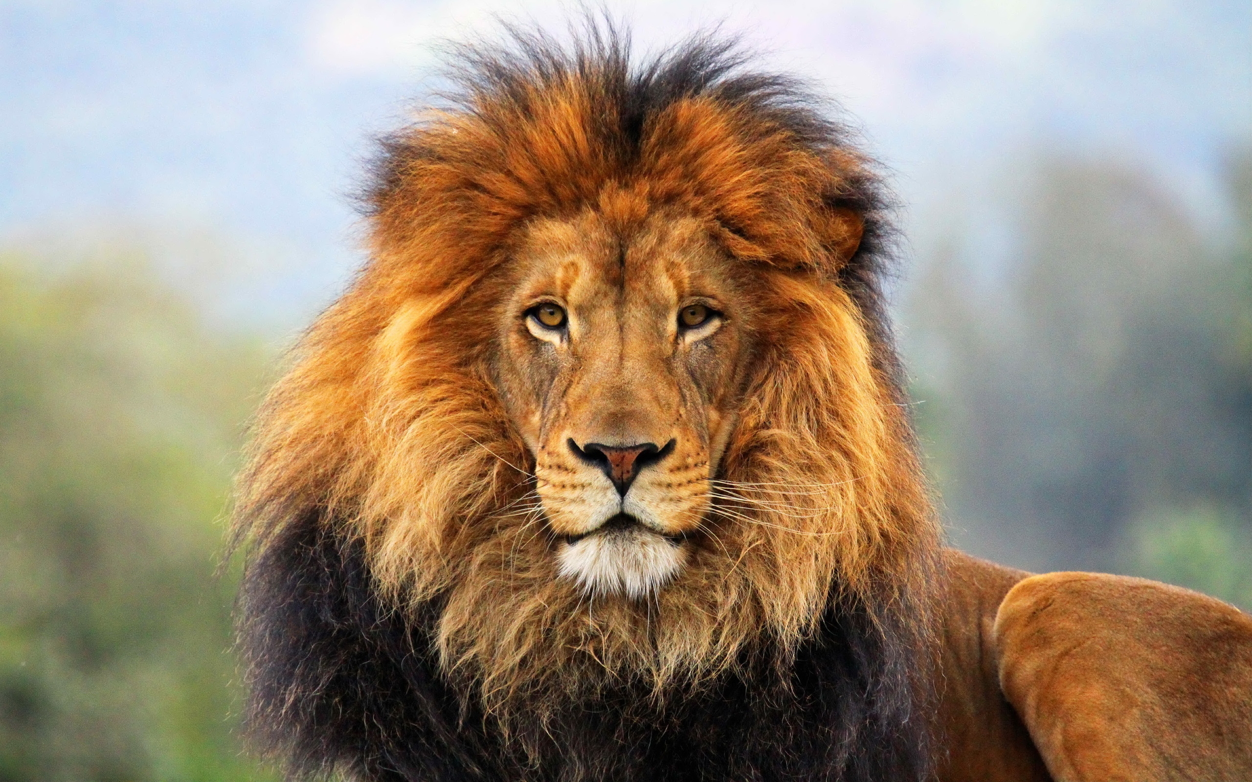 animals, king, predator, lion, big cat, sight, opinion, mane, expectation, waiting, beasts, tsar