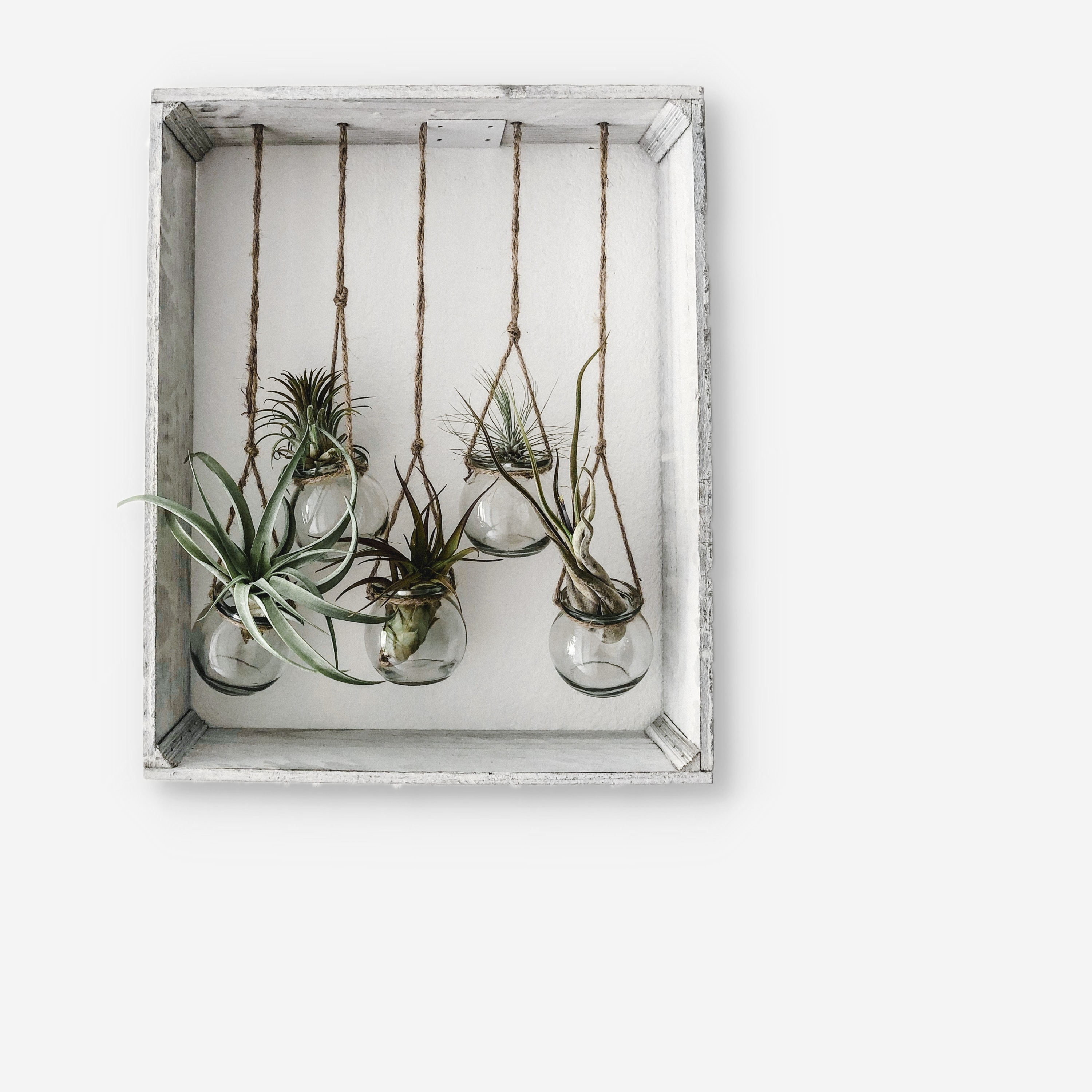 plants, flowers, miscellanea, miscellaneous, decor, frame, banks Aesthetic wallpaper