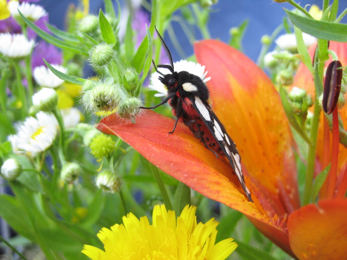 butterflies, insects desktop HD wallpaper