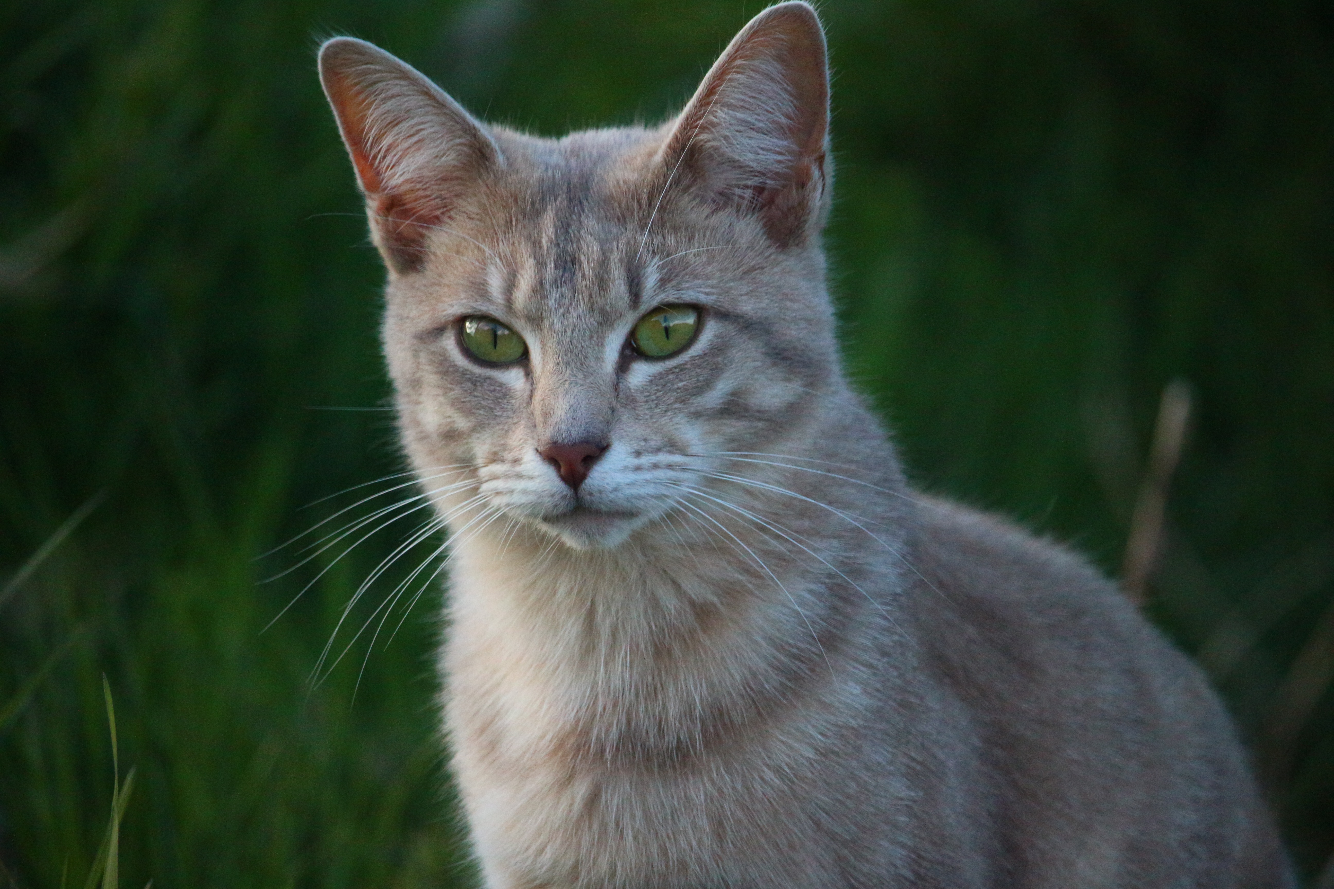 Порода серой кошки с серыми глазами. Бурмилла кошка. Европейская короткошерстная табби рыжий. Порода Охос азулес. Охос азулес серый полосатый.