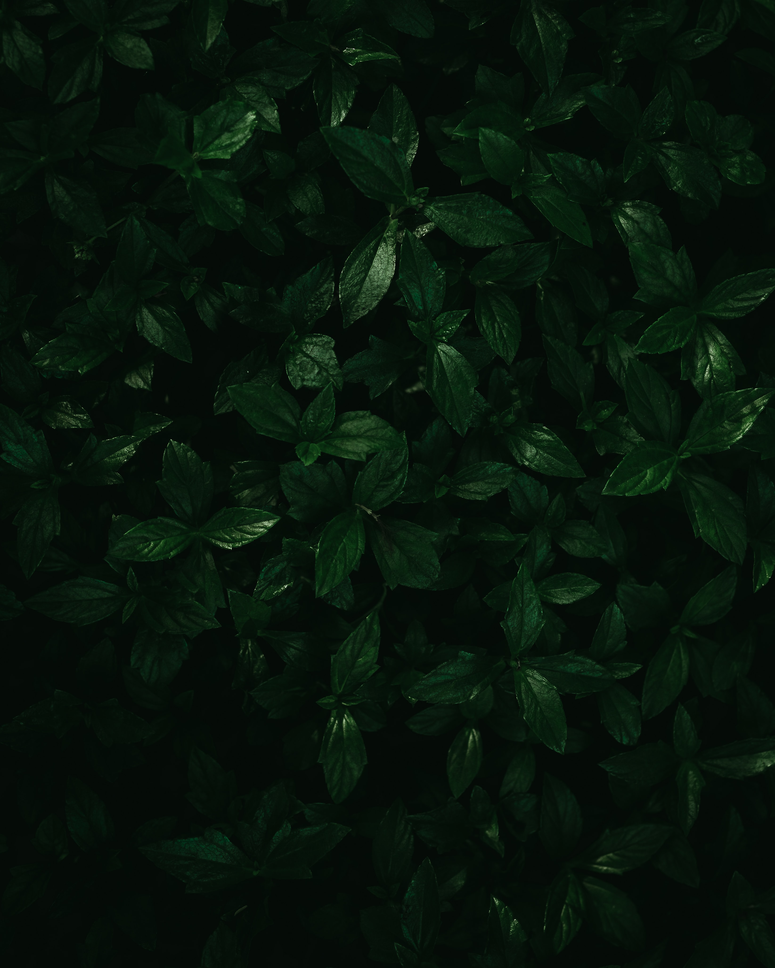 Скачать картинку Зеленый, Листья, Макро, Растения в телефон бесплатно.