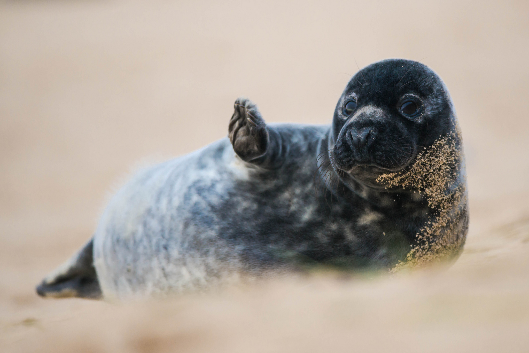 1920 x 1080 picture seal, animal, seals